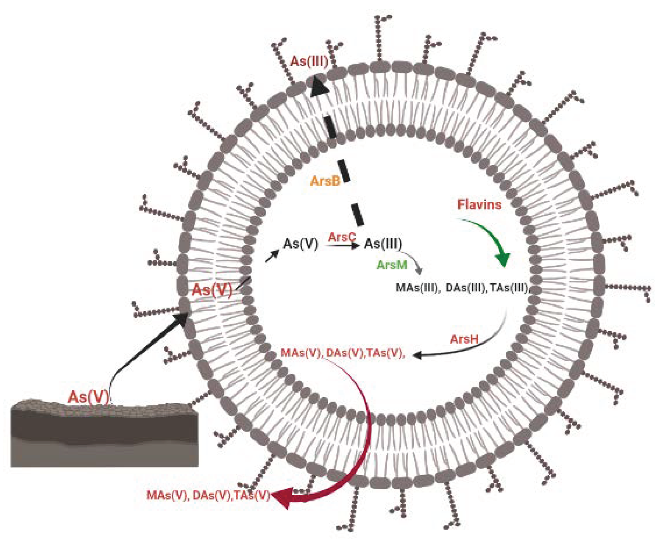Biology 11 00472 g004 Biology 11 00472 g004