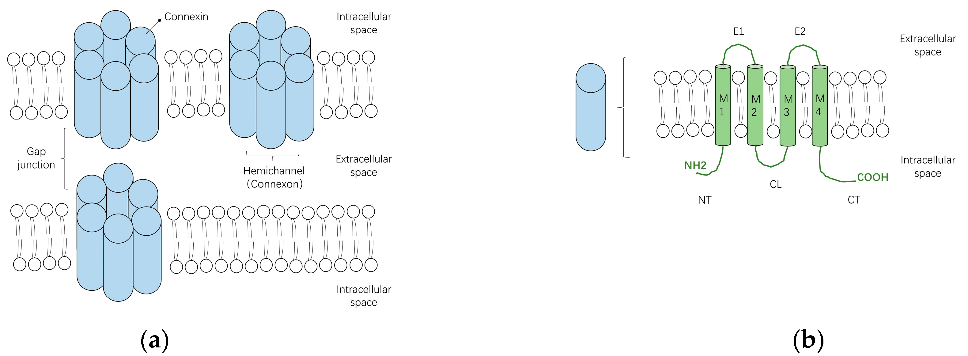 Biology 11 00489 g001 Biology 11 00489 g001