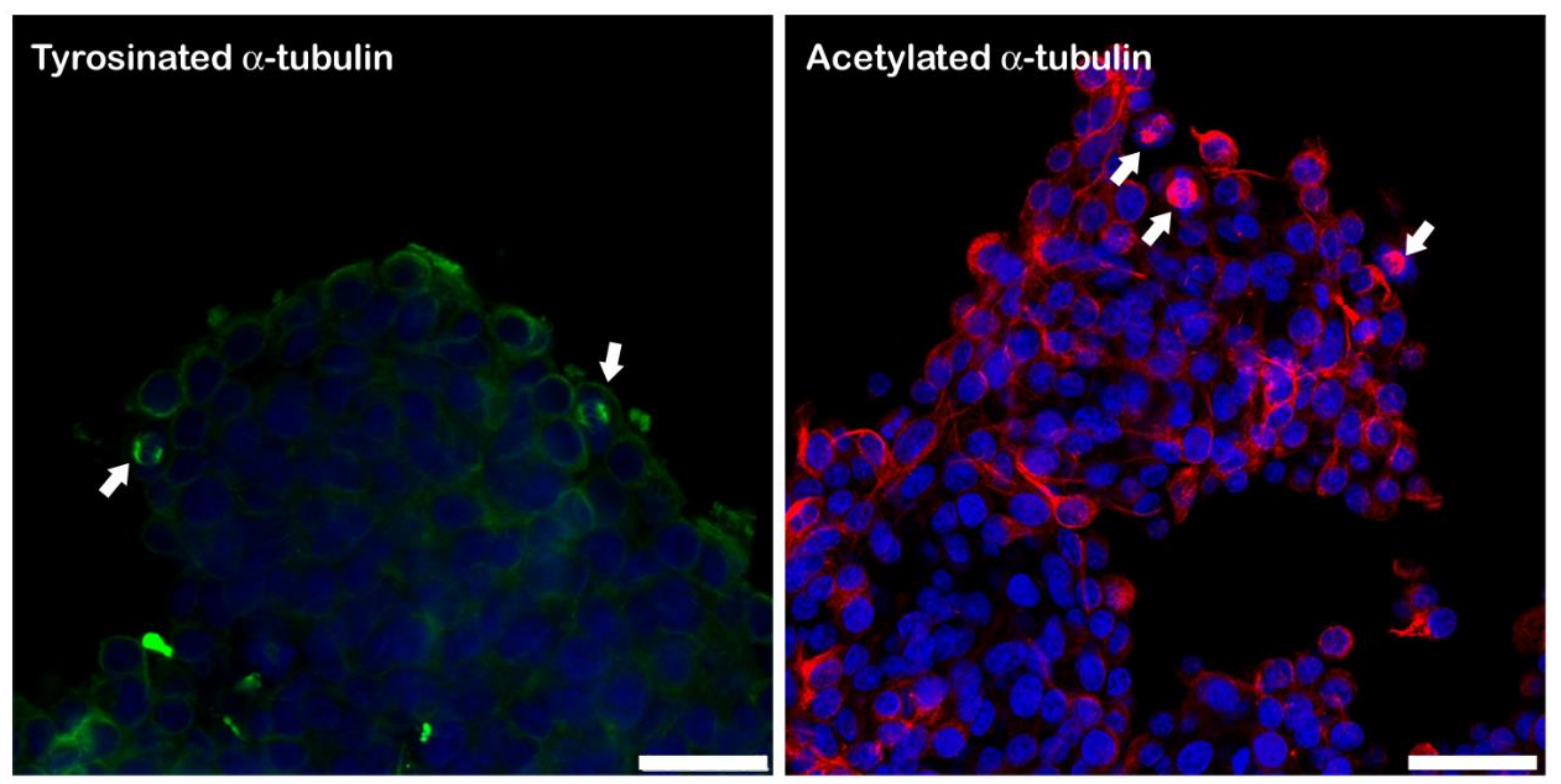 Biology 11 00492 g007