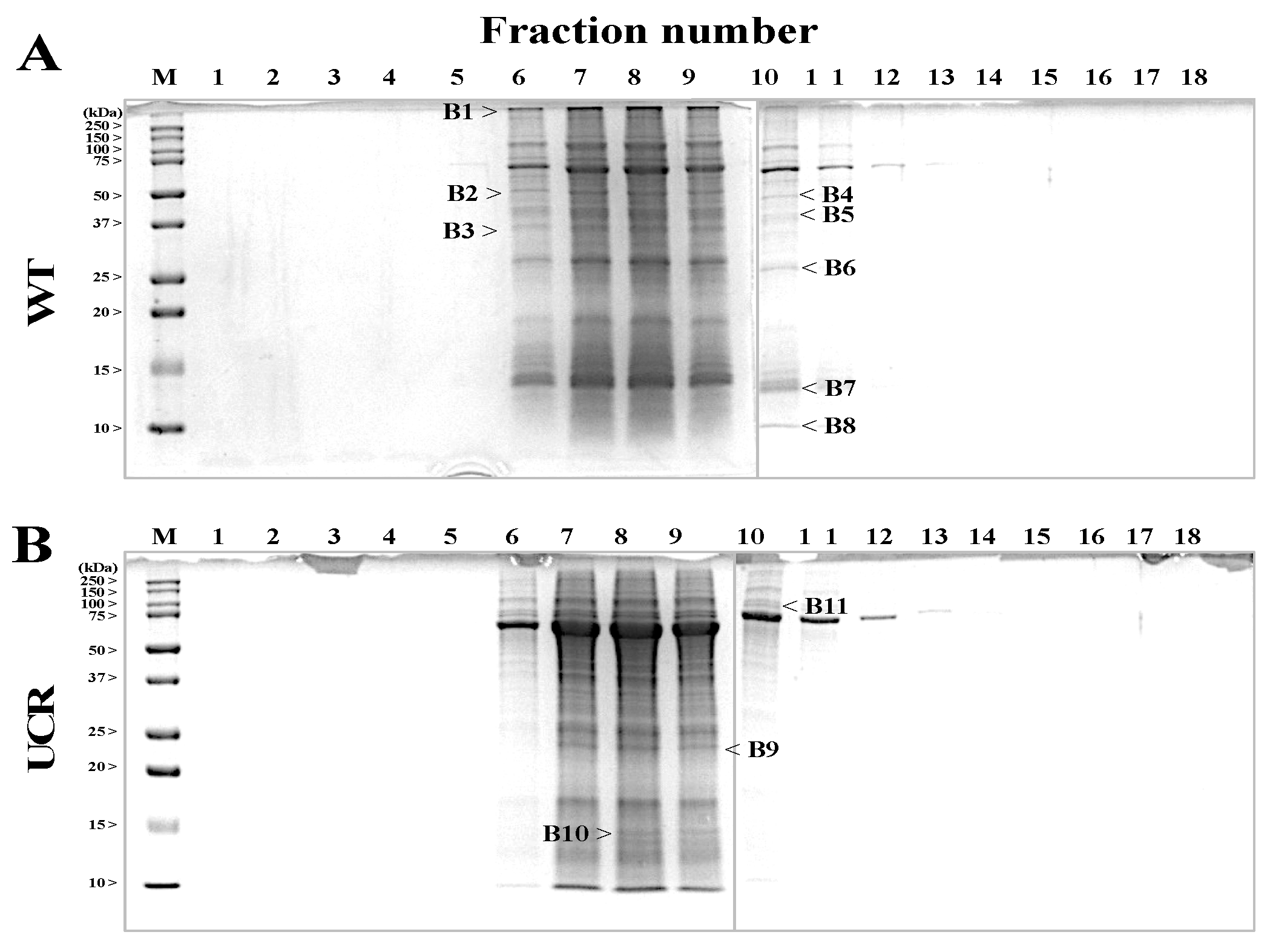 Biology 11 00494 g003 Biology 11 00494 g003