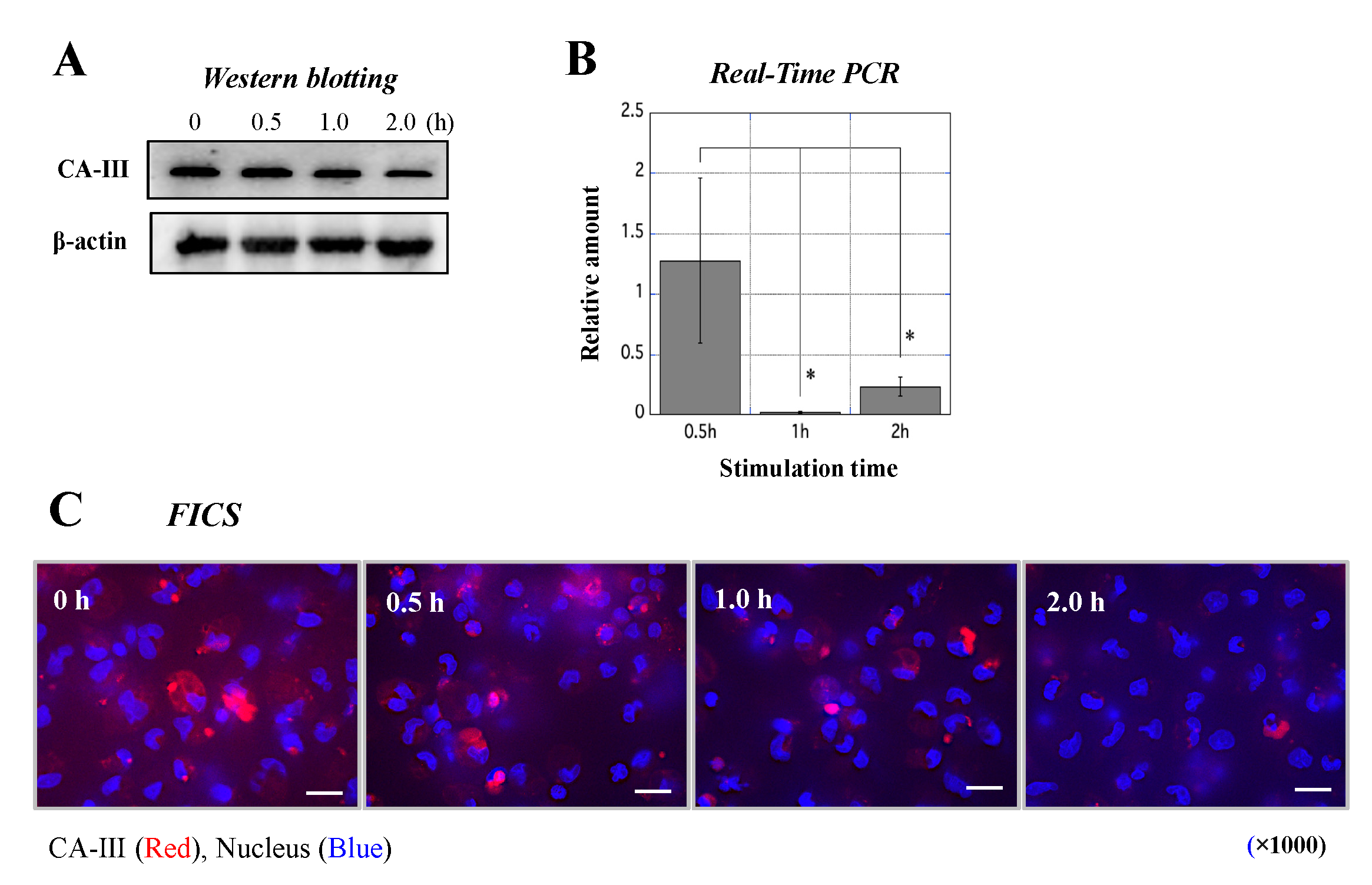 Biology 11 00494 g007 Biology 11 00494 g007