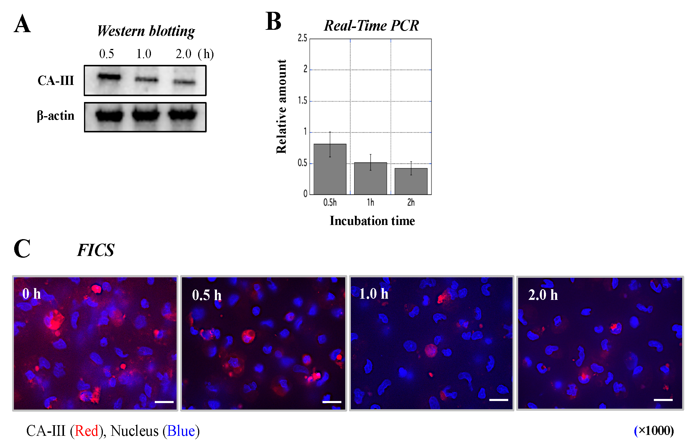 Biology 11 00494 g008 Biology 11 00494 g008