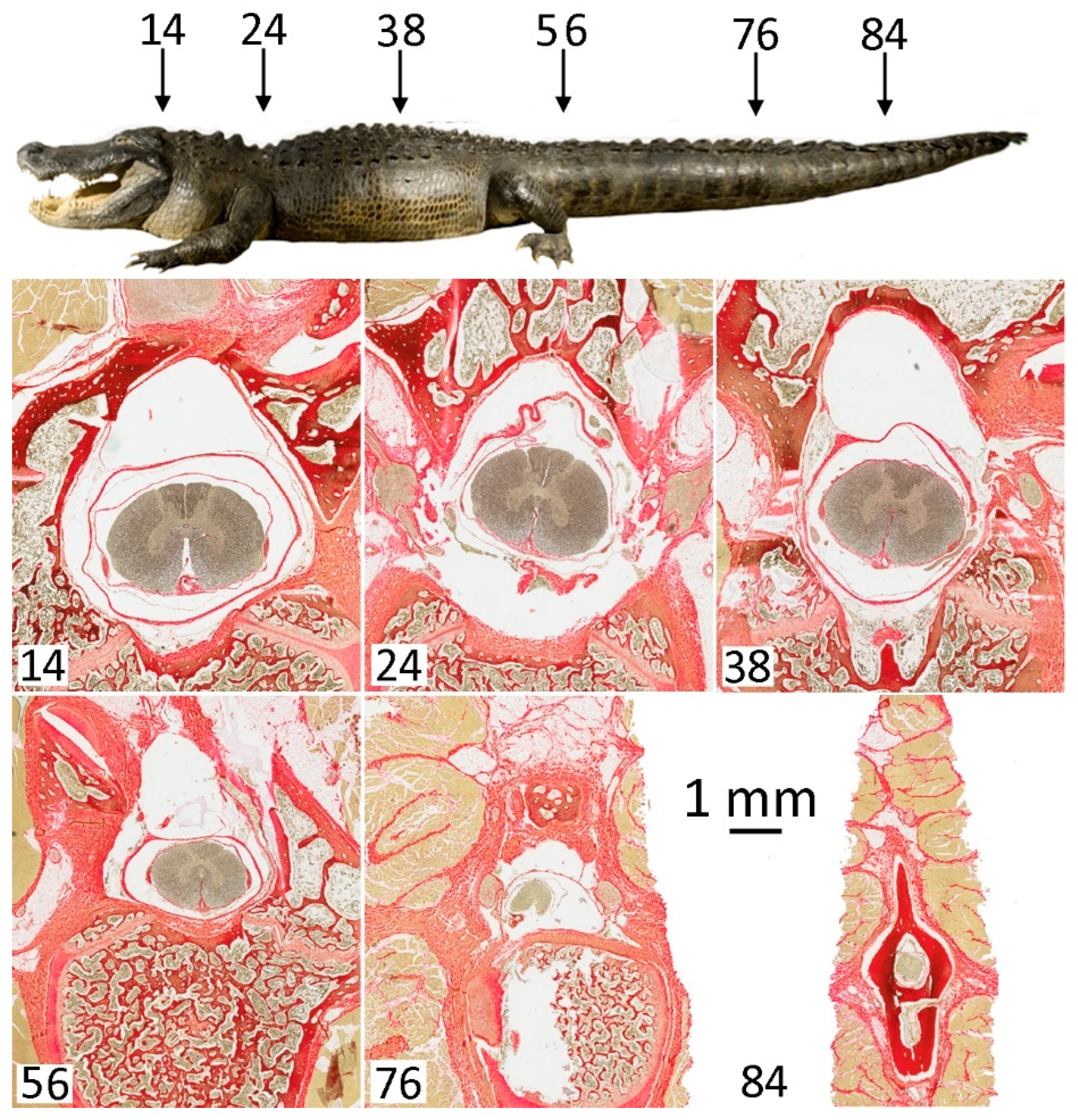 Biology 11 00514 g007