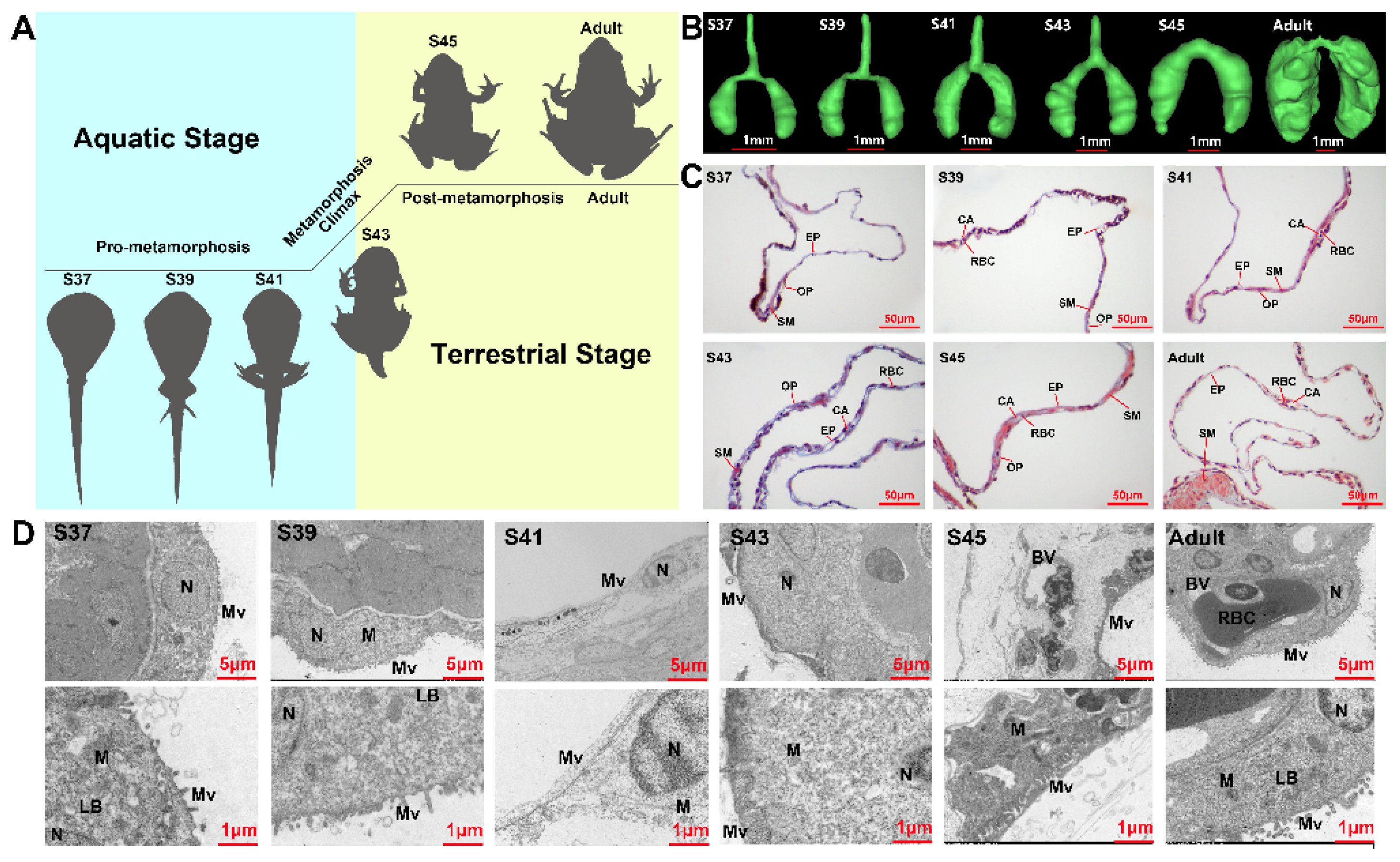 Biology 11 00528 g001 Biology 11 00528 g001
