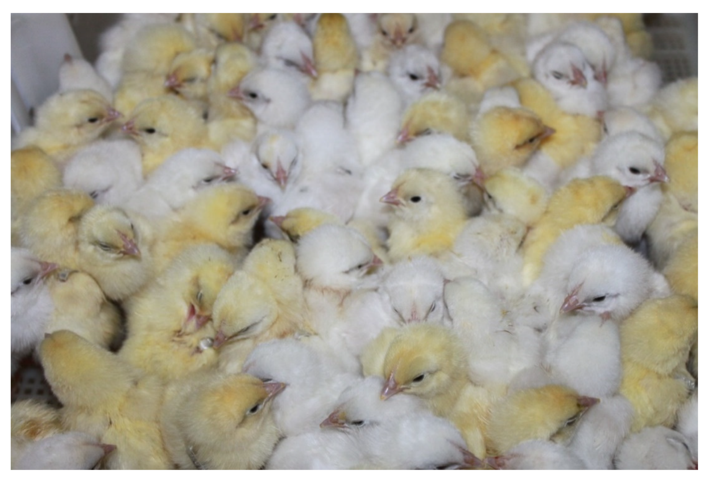 Biology 11 00547 g001