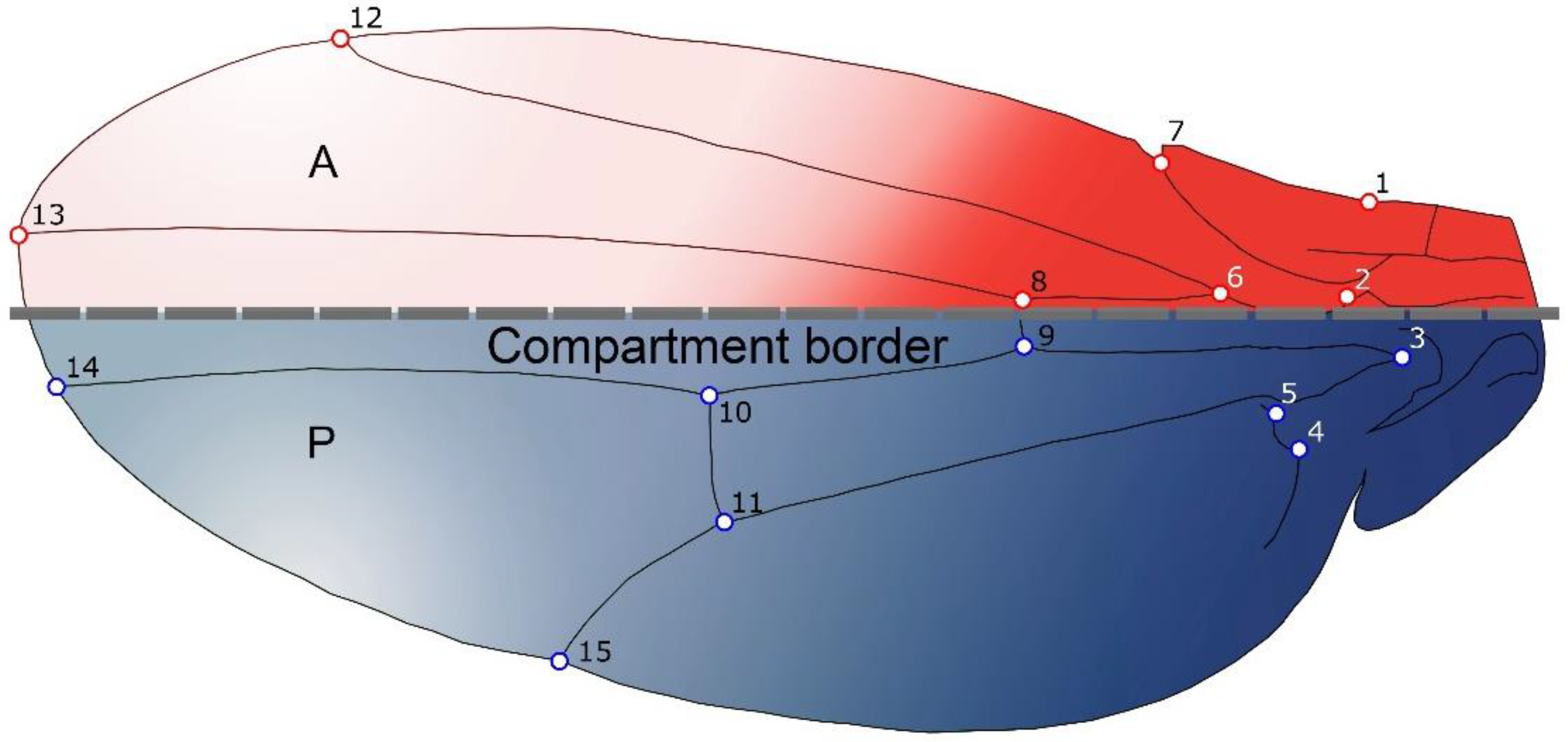 Biology Free FullText Drosophila Wing Integration and Modularity