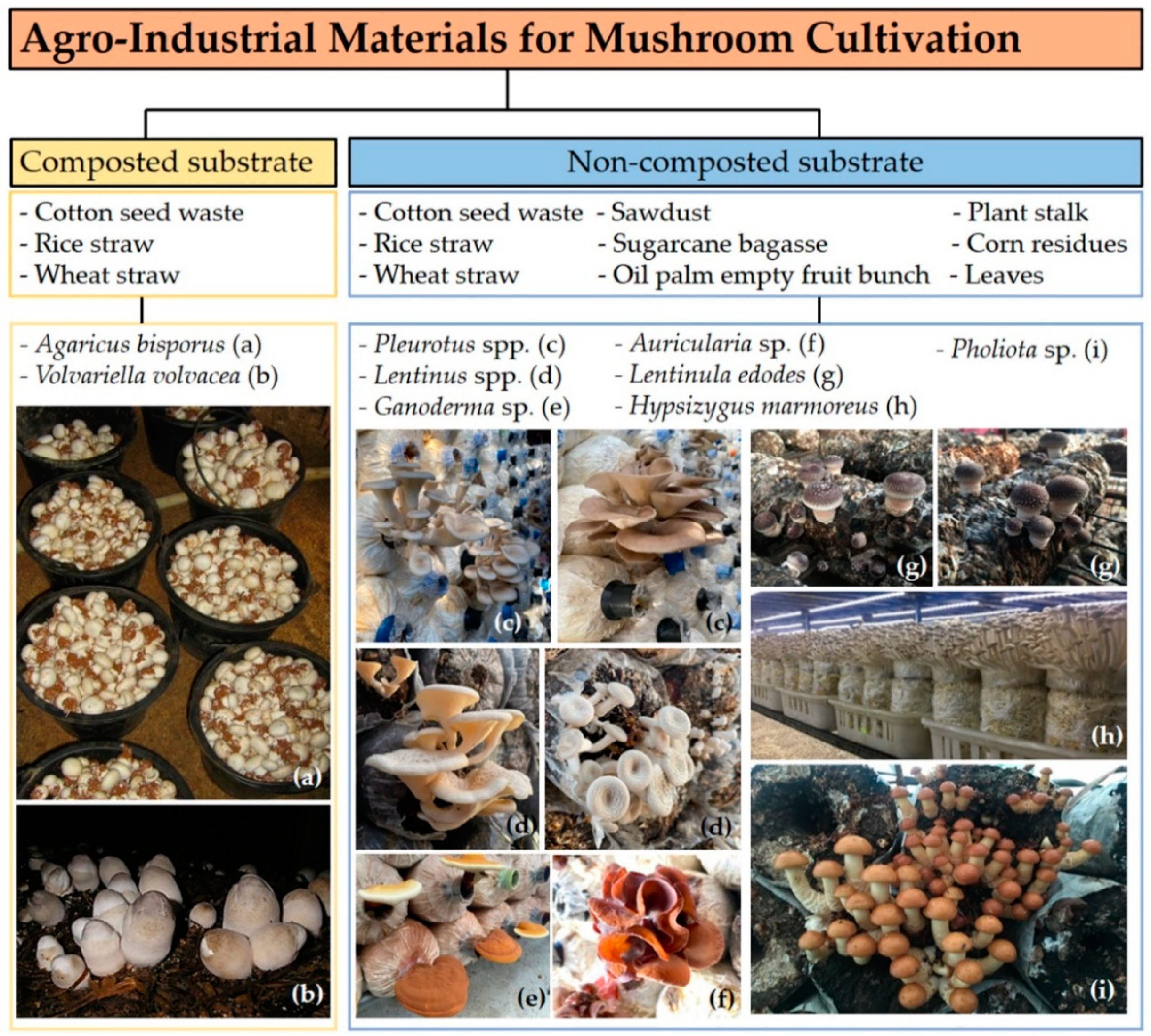 Preparation of Mycelium Pulp from Mushroom Fruiting Bodies