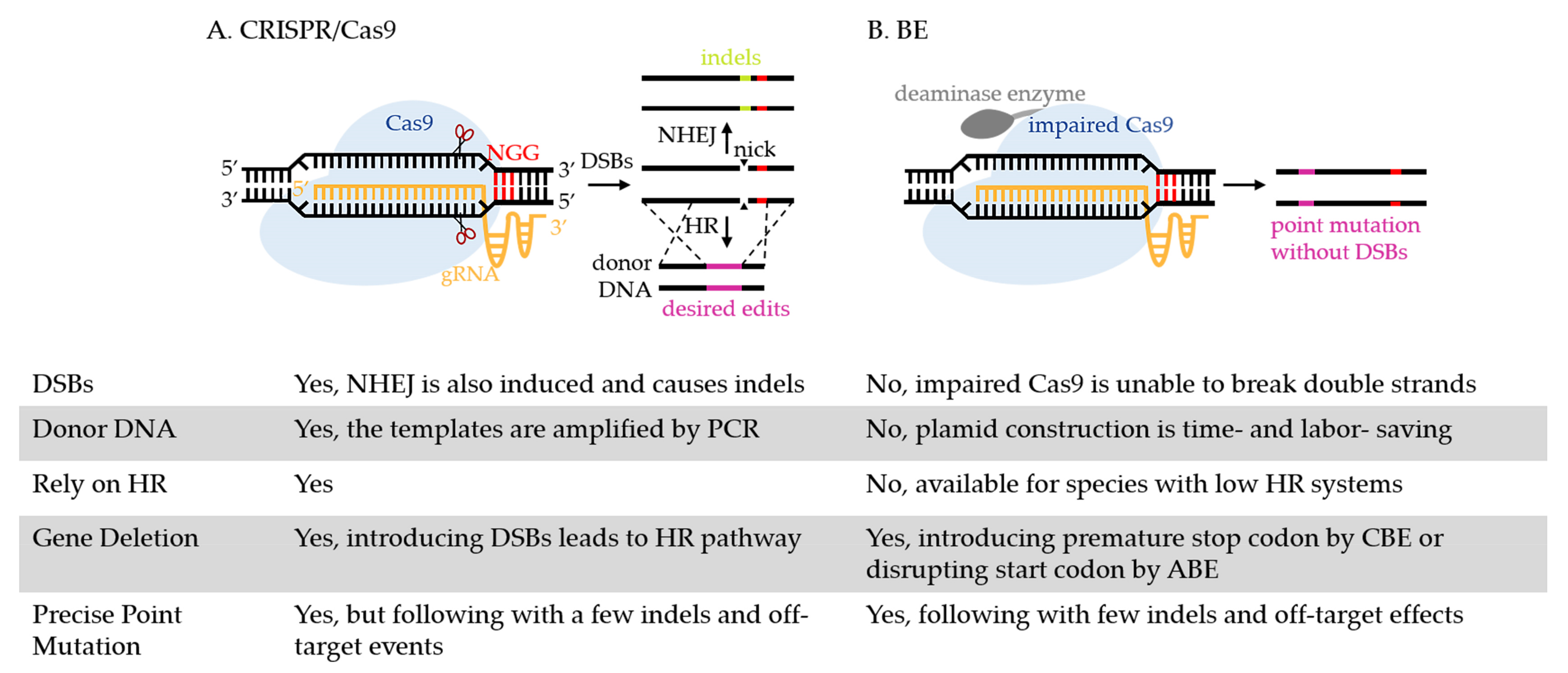 Biology Free FullText CRISPRMediated Base Editing From Precise