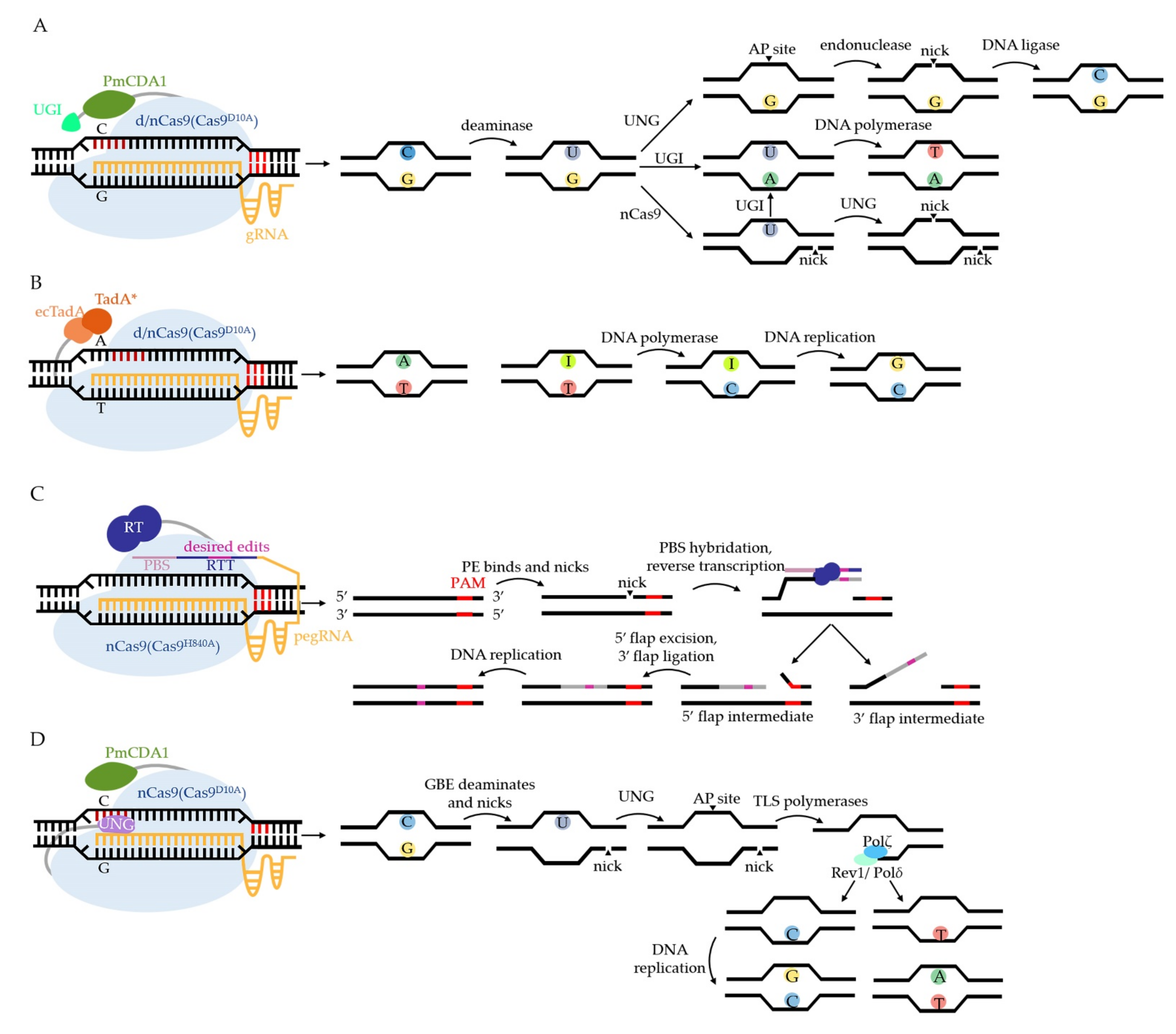 Biology 11 00571 g003 Biology 11 00571 g003