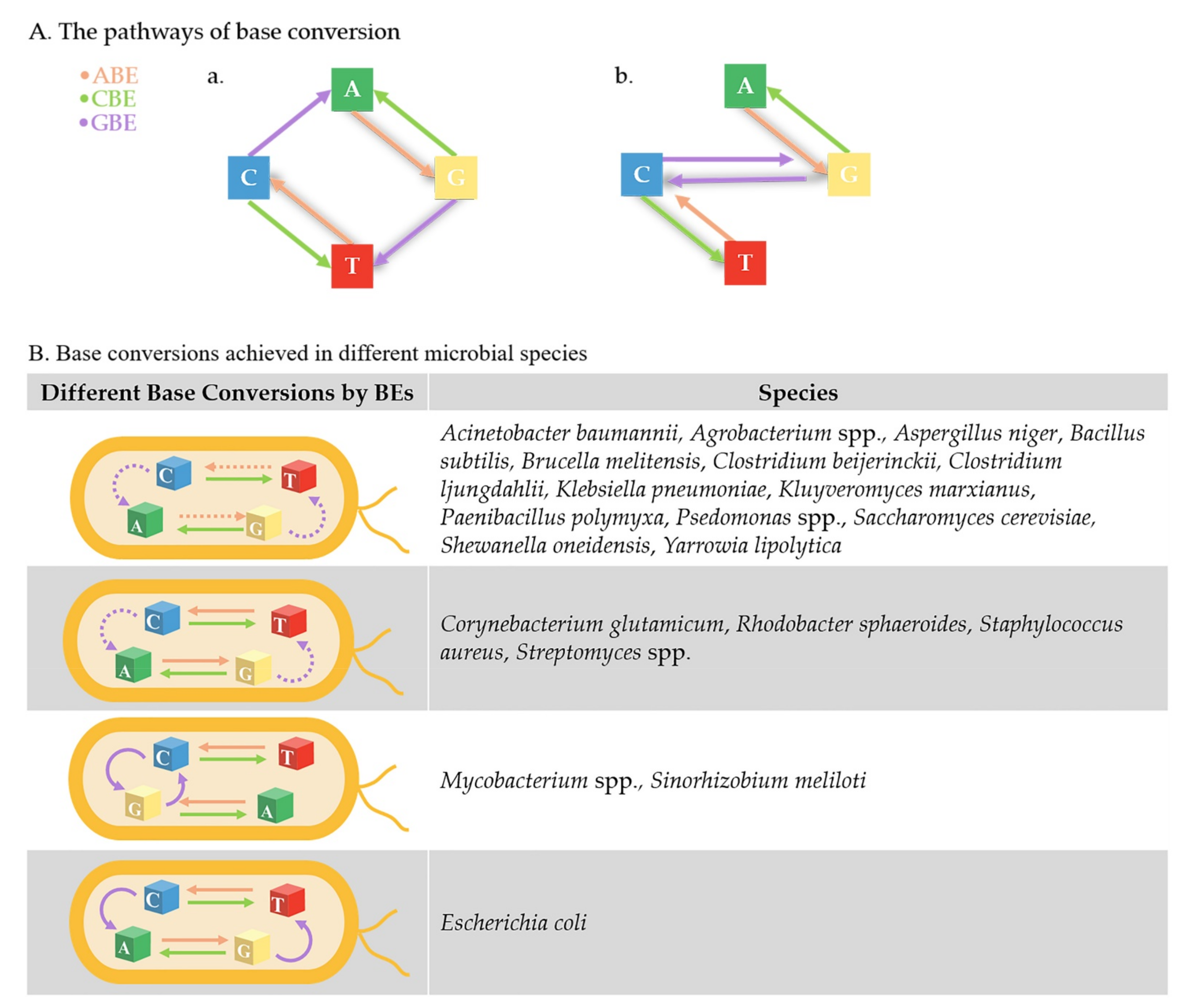 Biology 11 00571 g004 Biology 11 00571 g004