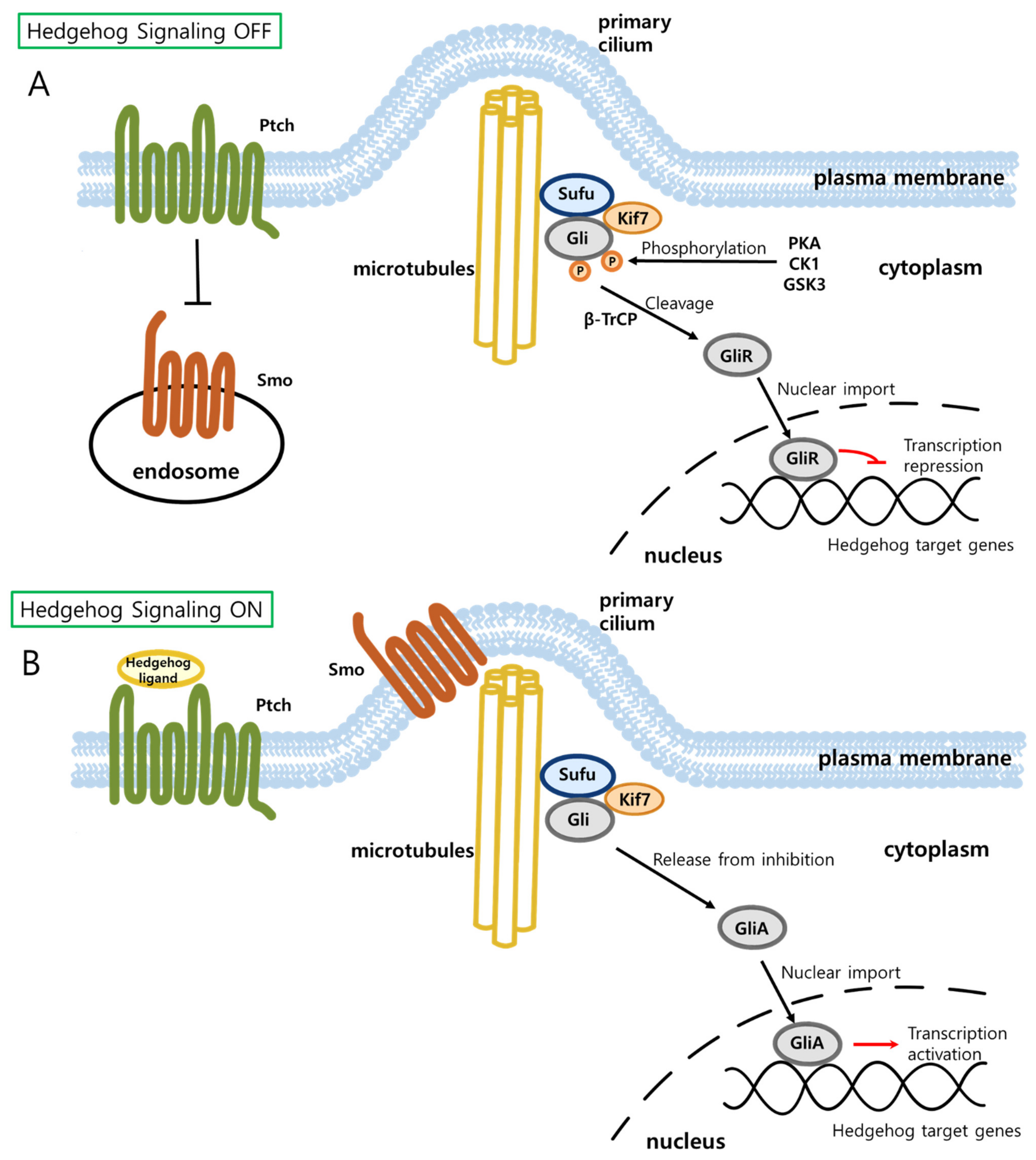 その他 mairin Target Therapy for Hepatocellular Carcinoma: Beyond Receptor