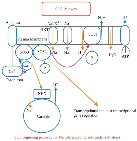 An Insight into Abiotic Stress and Influx Tolerance