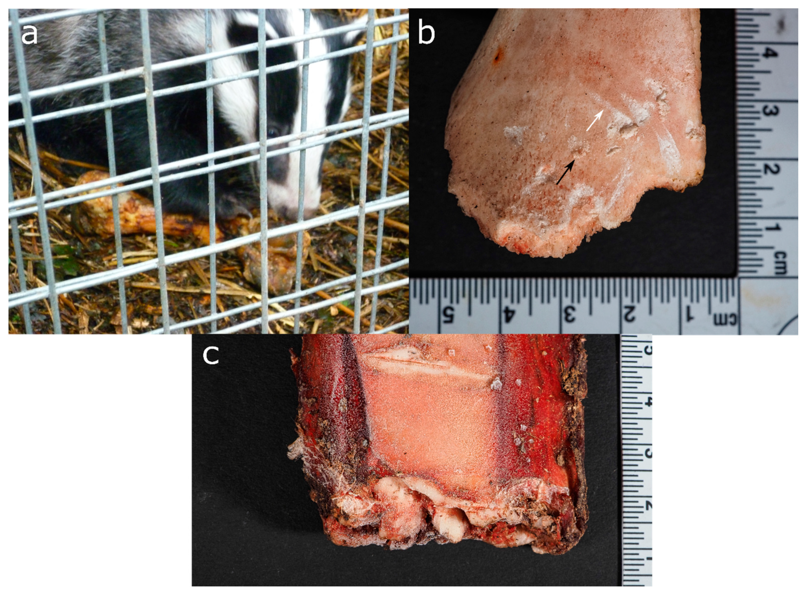 Biology 11 00601 g006 Biology 11 00601 g006