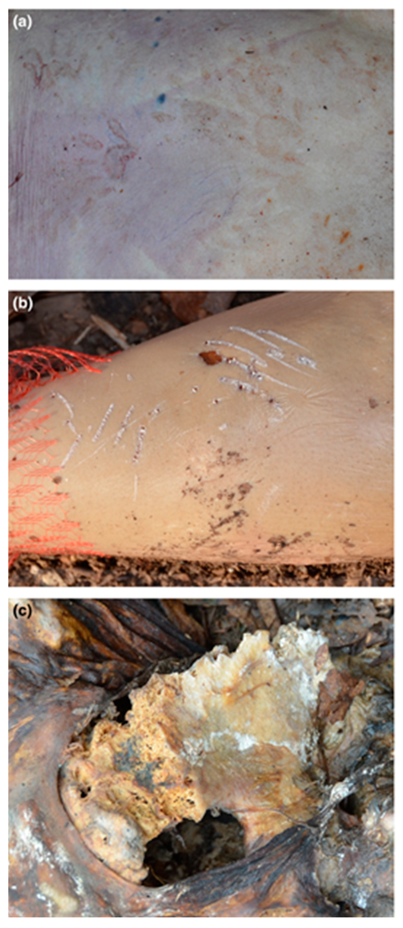 Biology 11 00601 g007 Biology 11 00601 g007