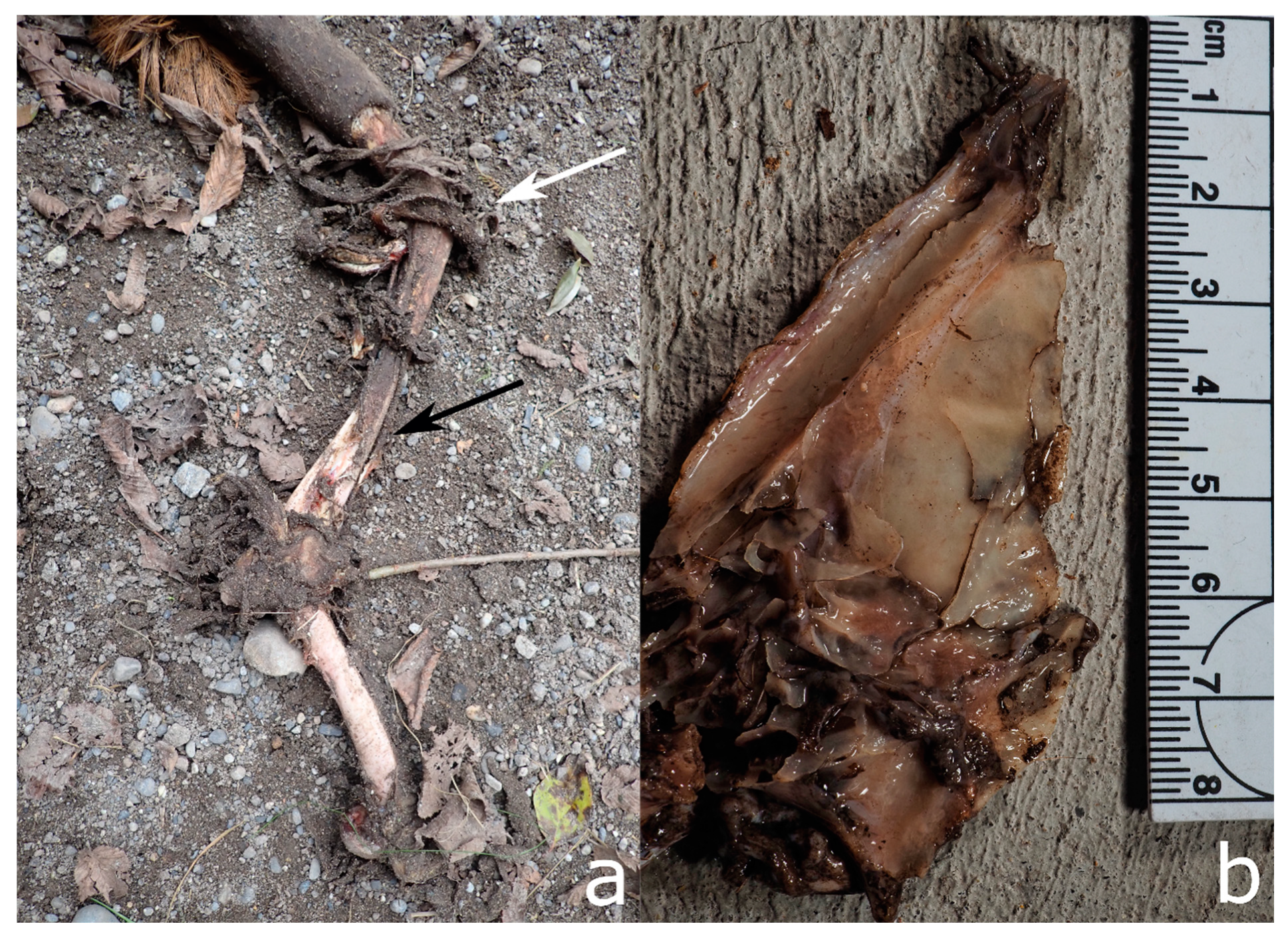 Biology 11 00601 g008 Biology 11 00601 g008