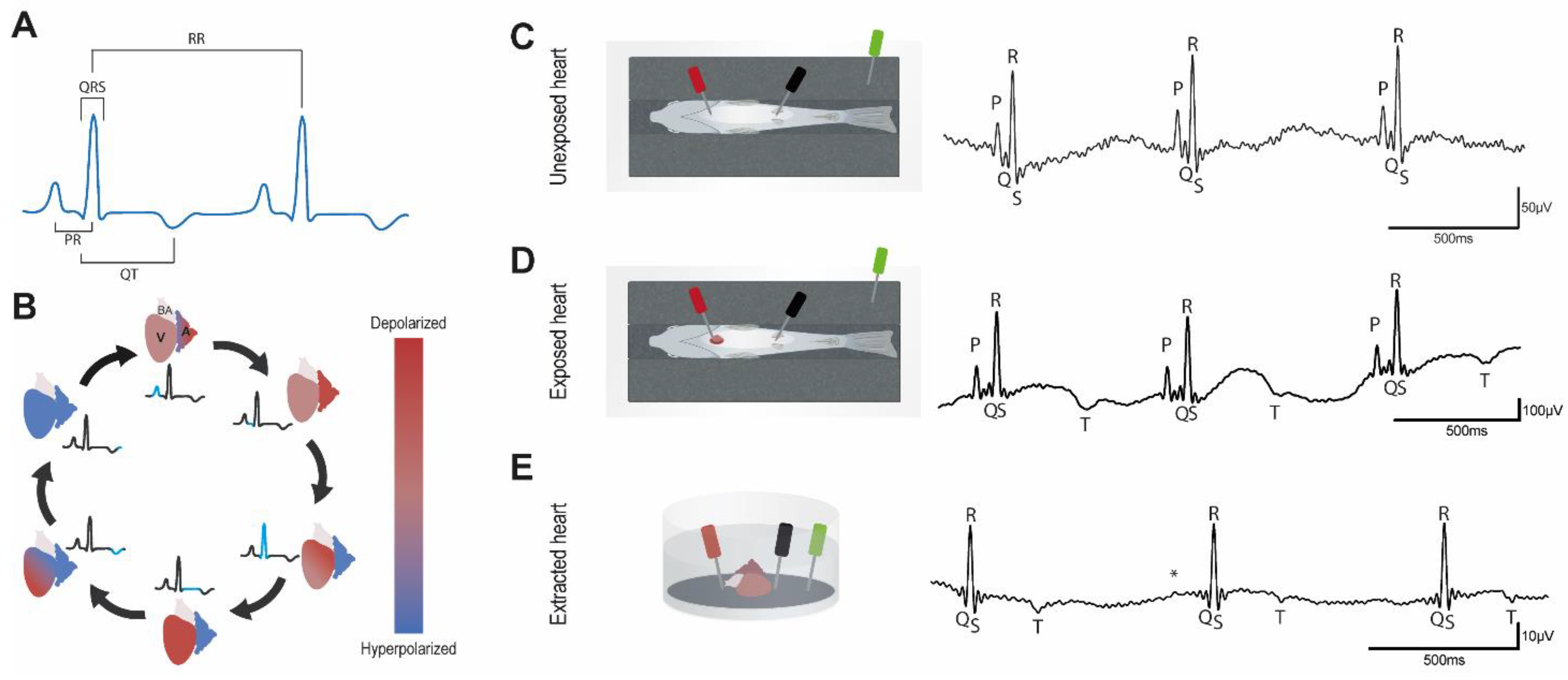 Biology 11 00603 g001