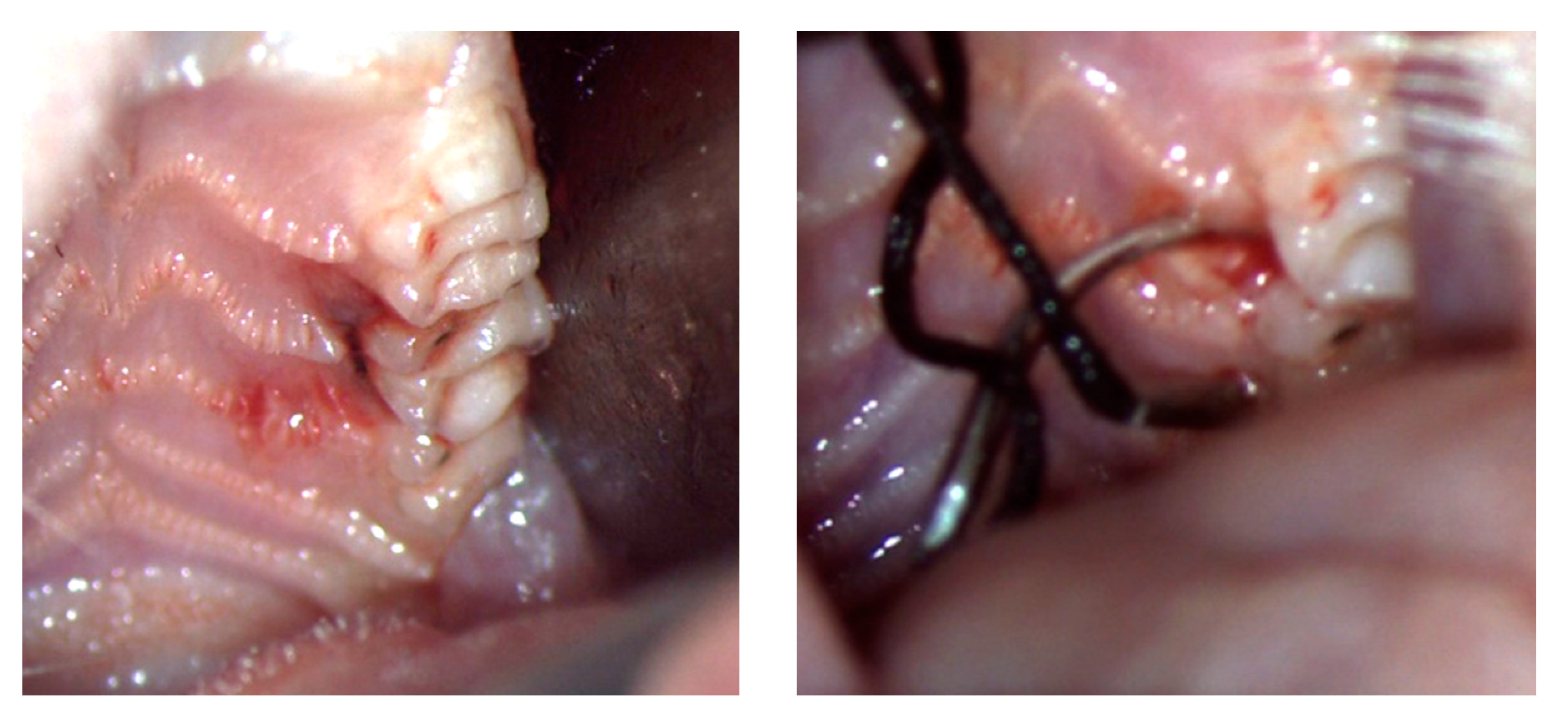 Biology 11 00634 g001 550