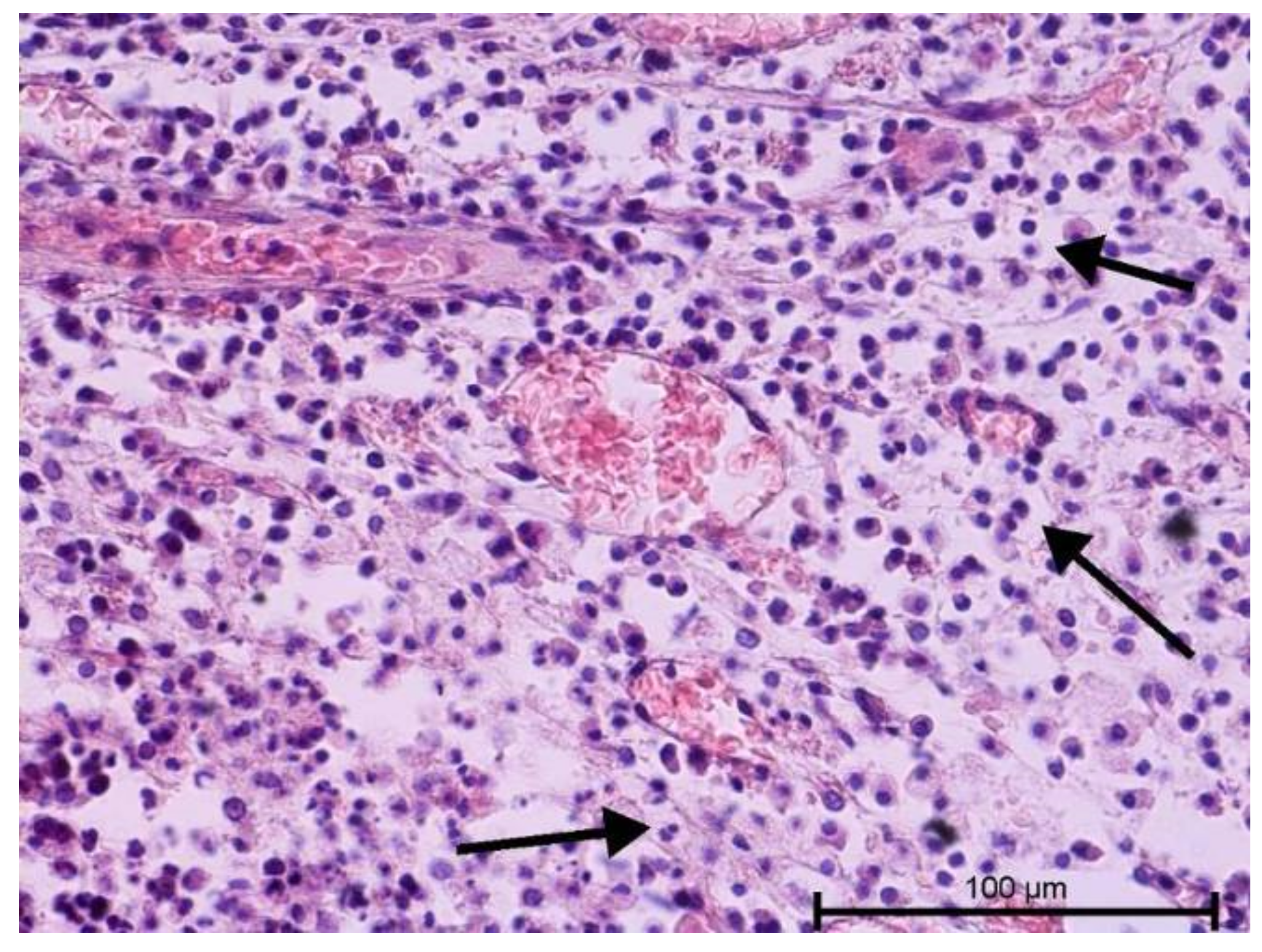 Biology 11 00635 g004 Biology 11 00635 g004