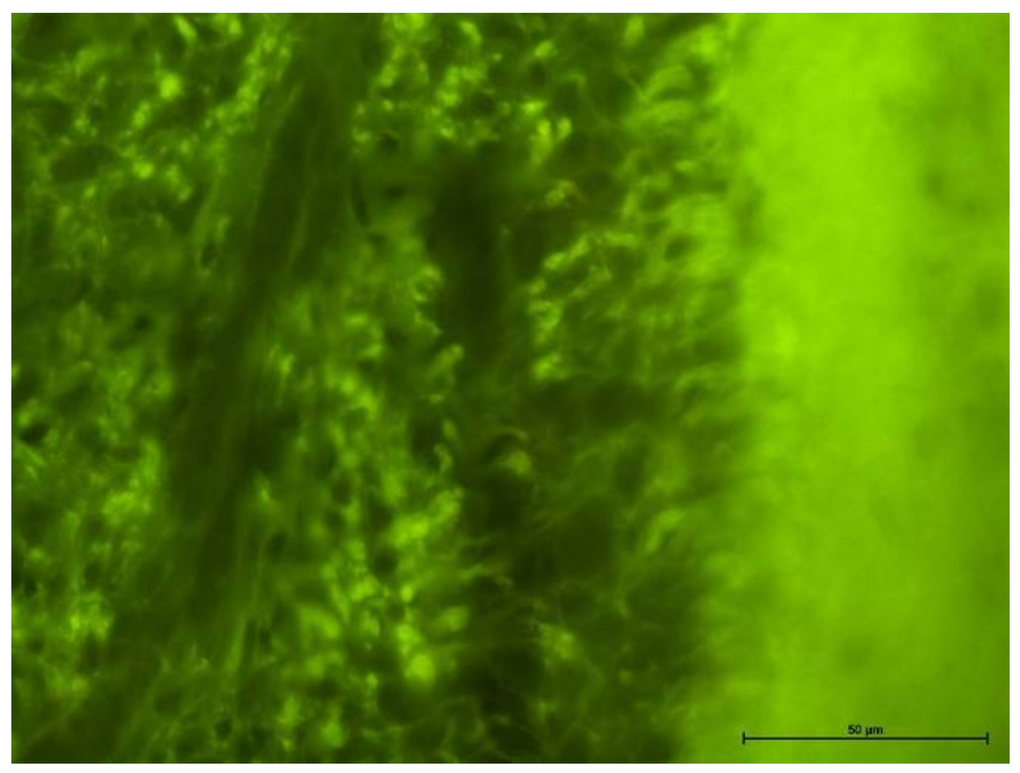 Biology 11 00635 g007 Biology 11 00635 g007