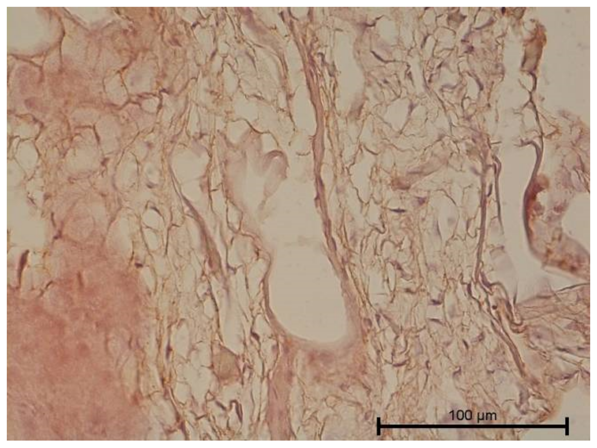 Biology 11 00635 g009 Biology 11 00635 g009