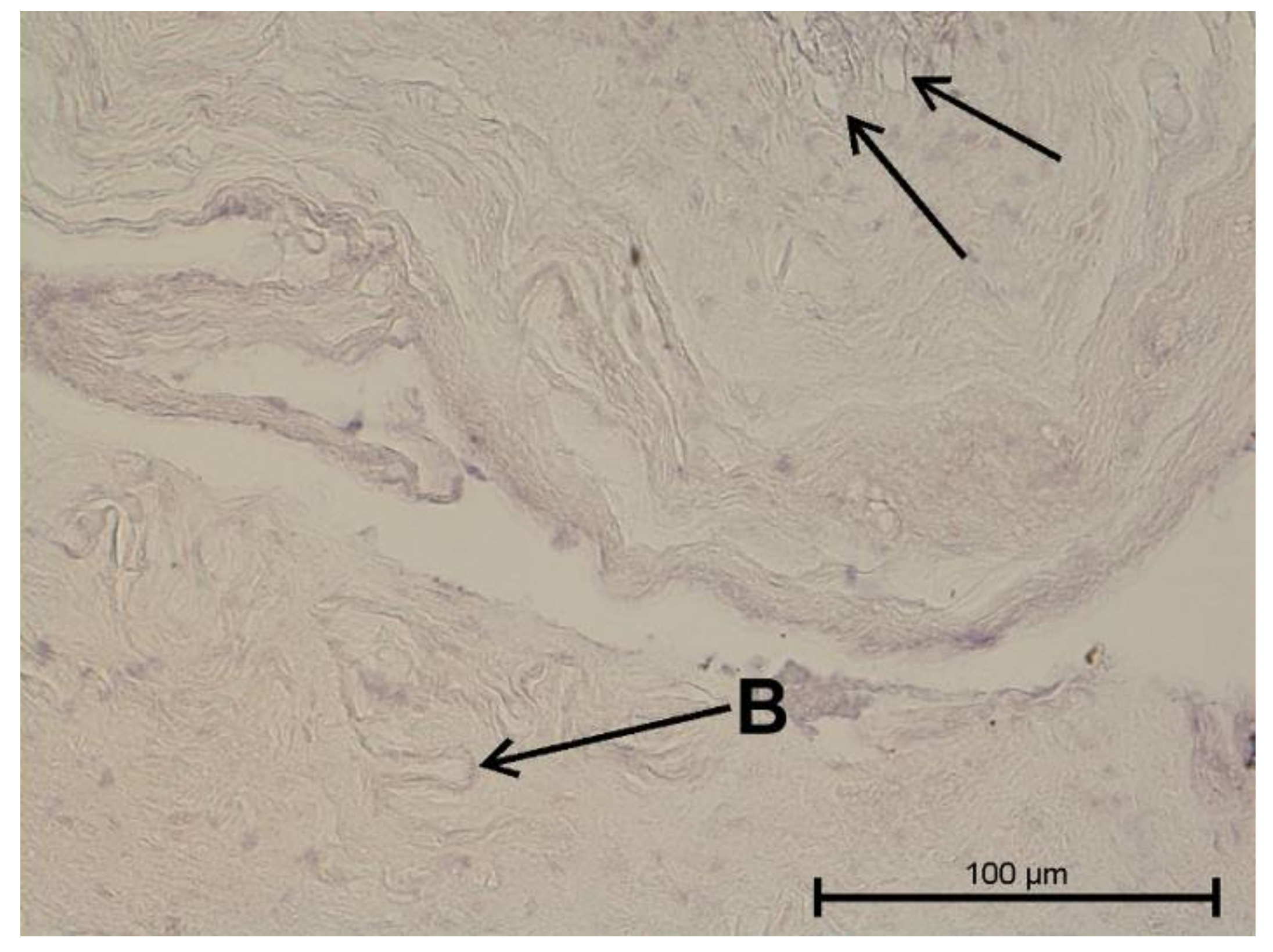 Biology 11 00635 g015 Biology 11 00635 g015