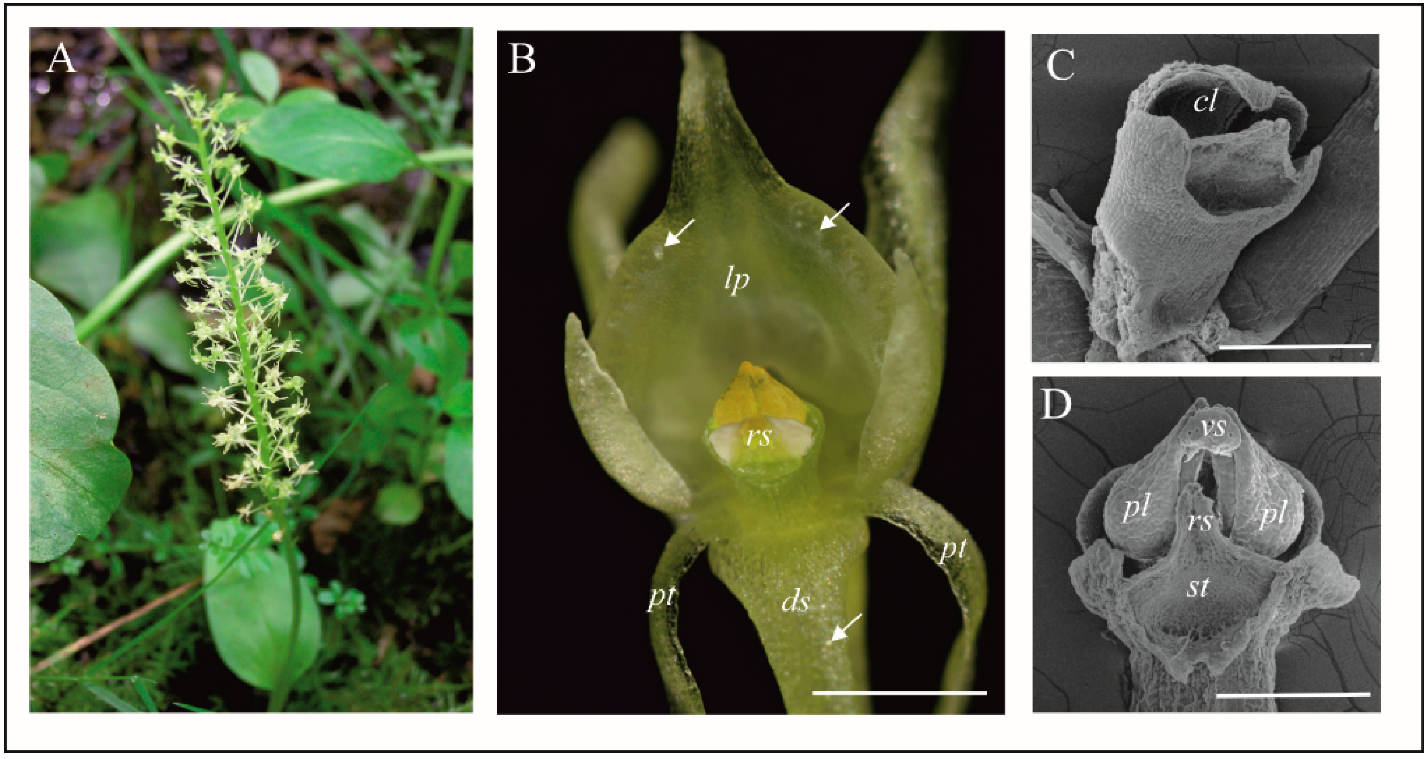 Biology 11 00640 g001 Biology 11 00640 g001