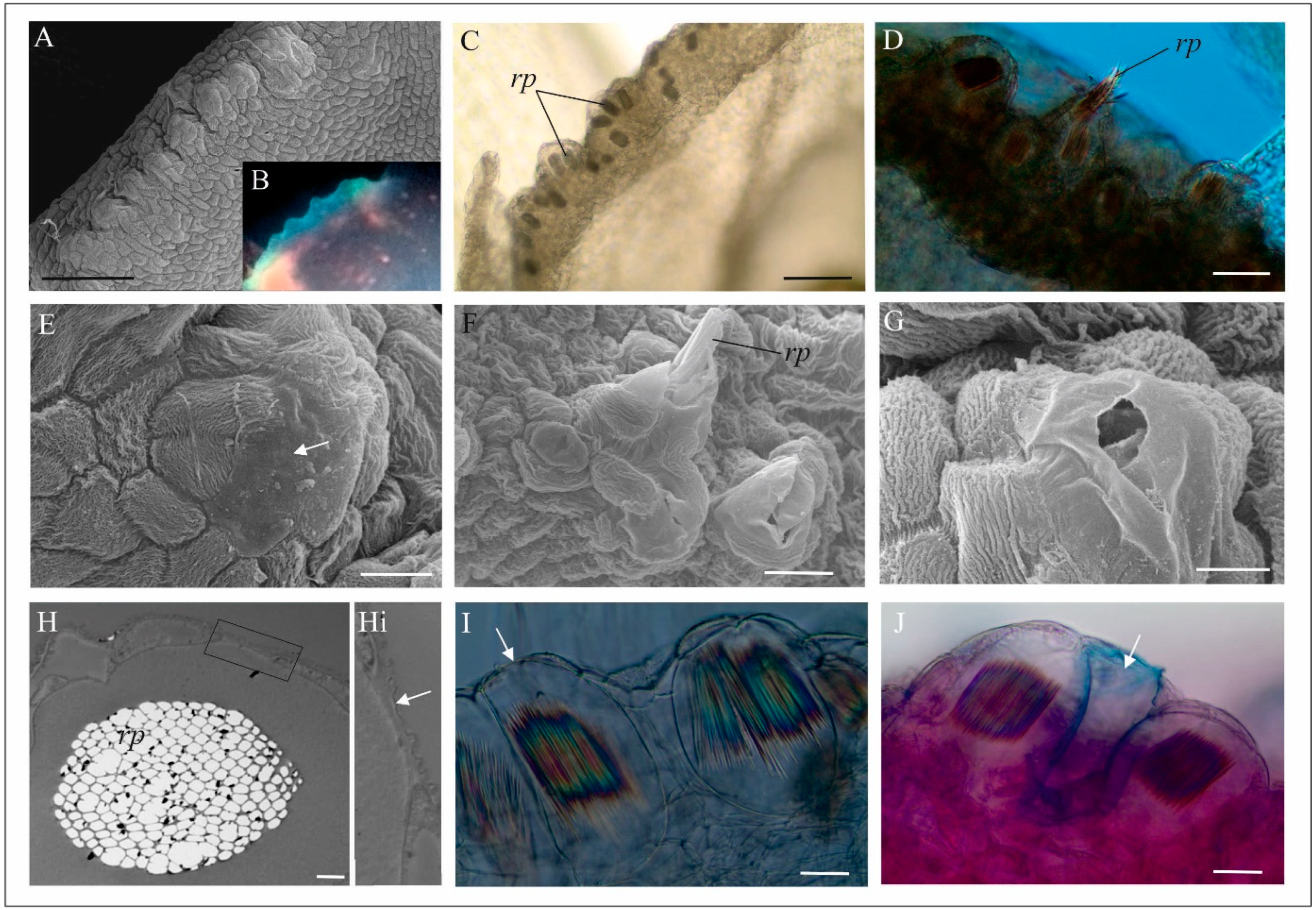Biology 11 00640 g006 Biology 11 00640 g006