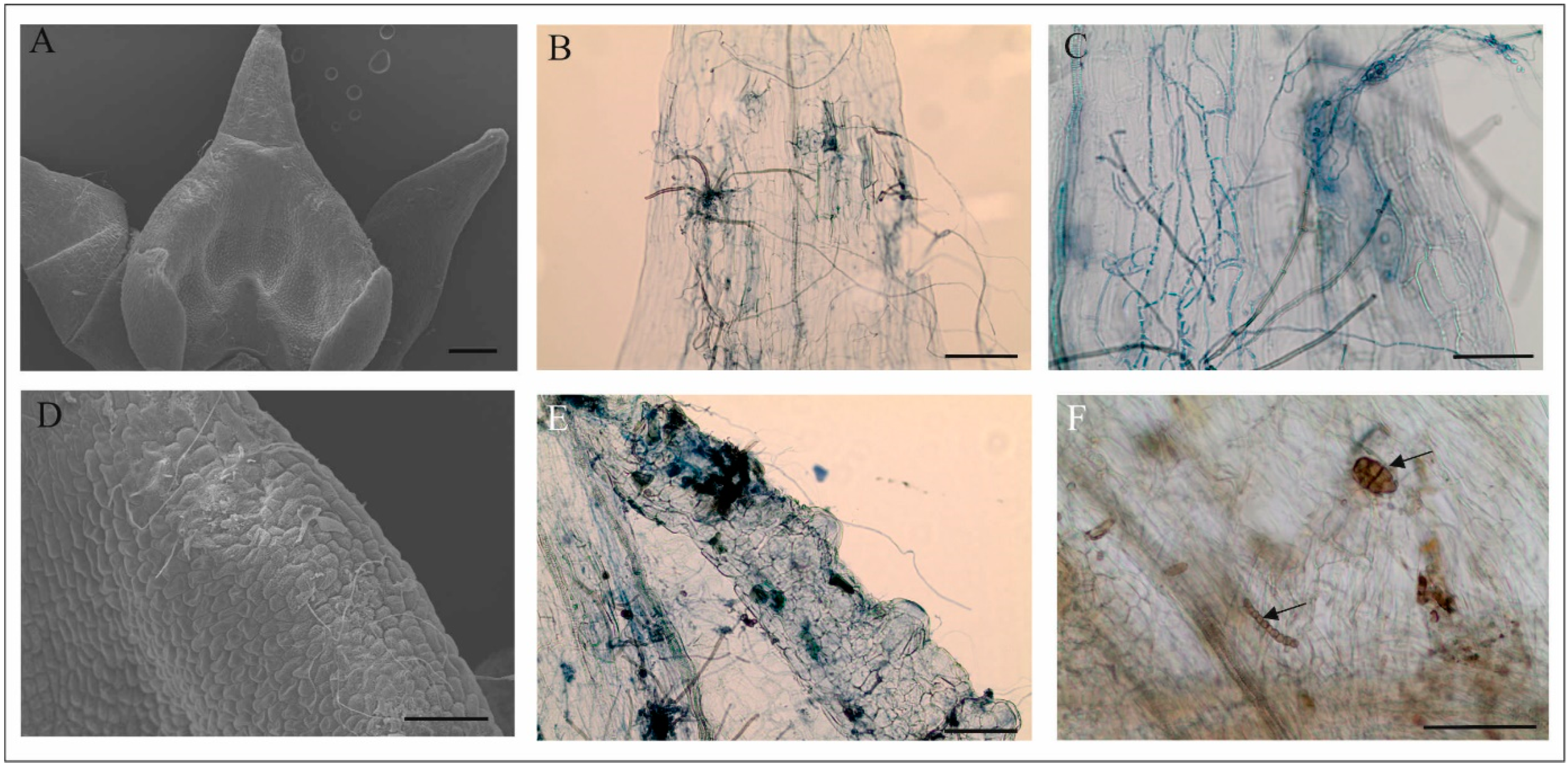Biology 11 00640 g007 Biology 11 00640 g007
