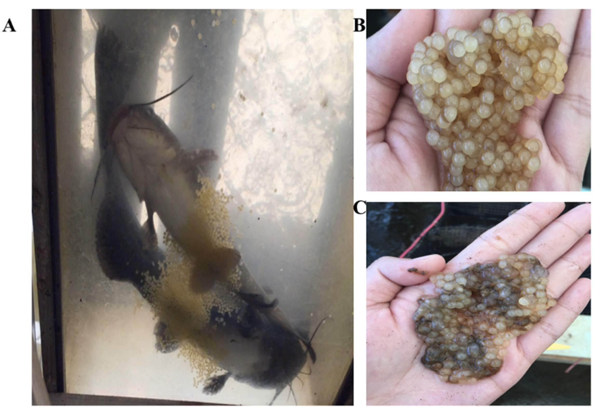 Biology Free FullText Gene Editing of the Catfish Gonadotropin
