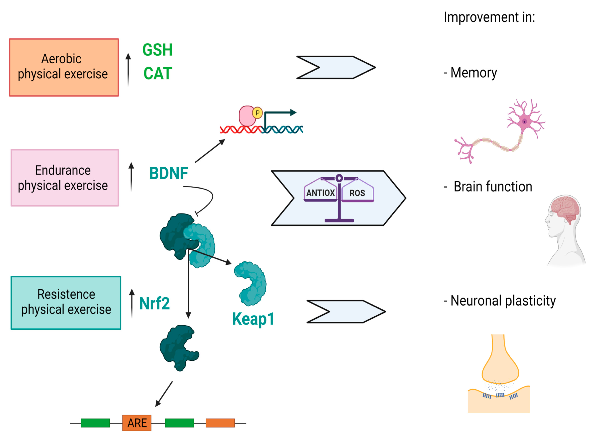 Biology 11 00650 g001