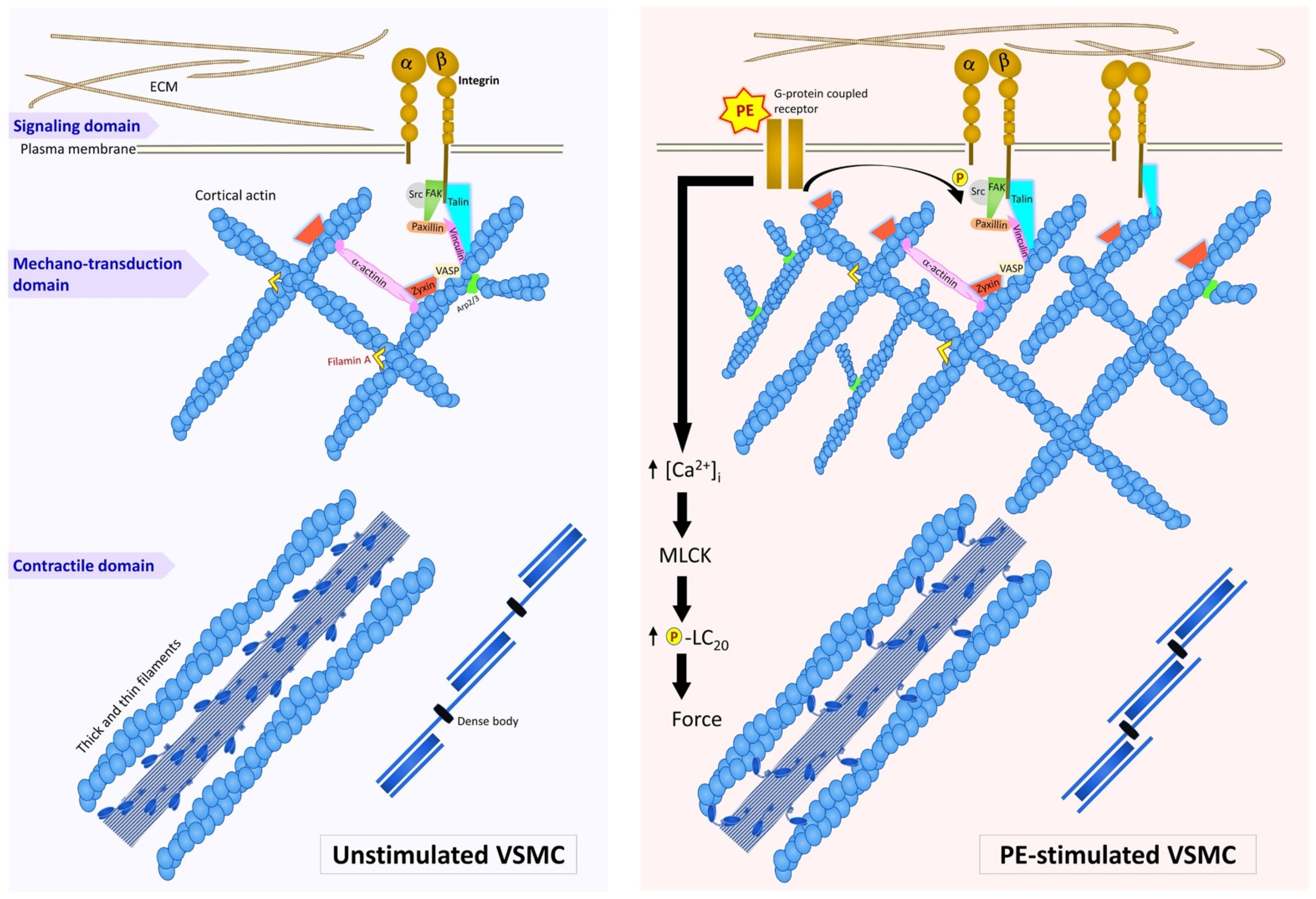 Biology 11 00662 g005