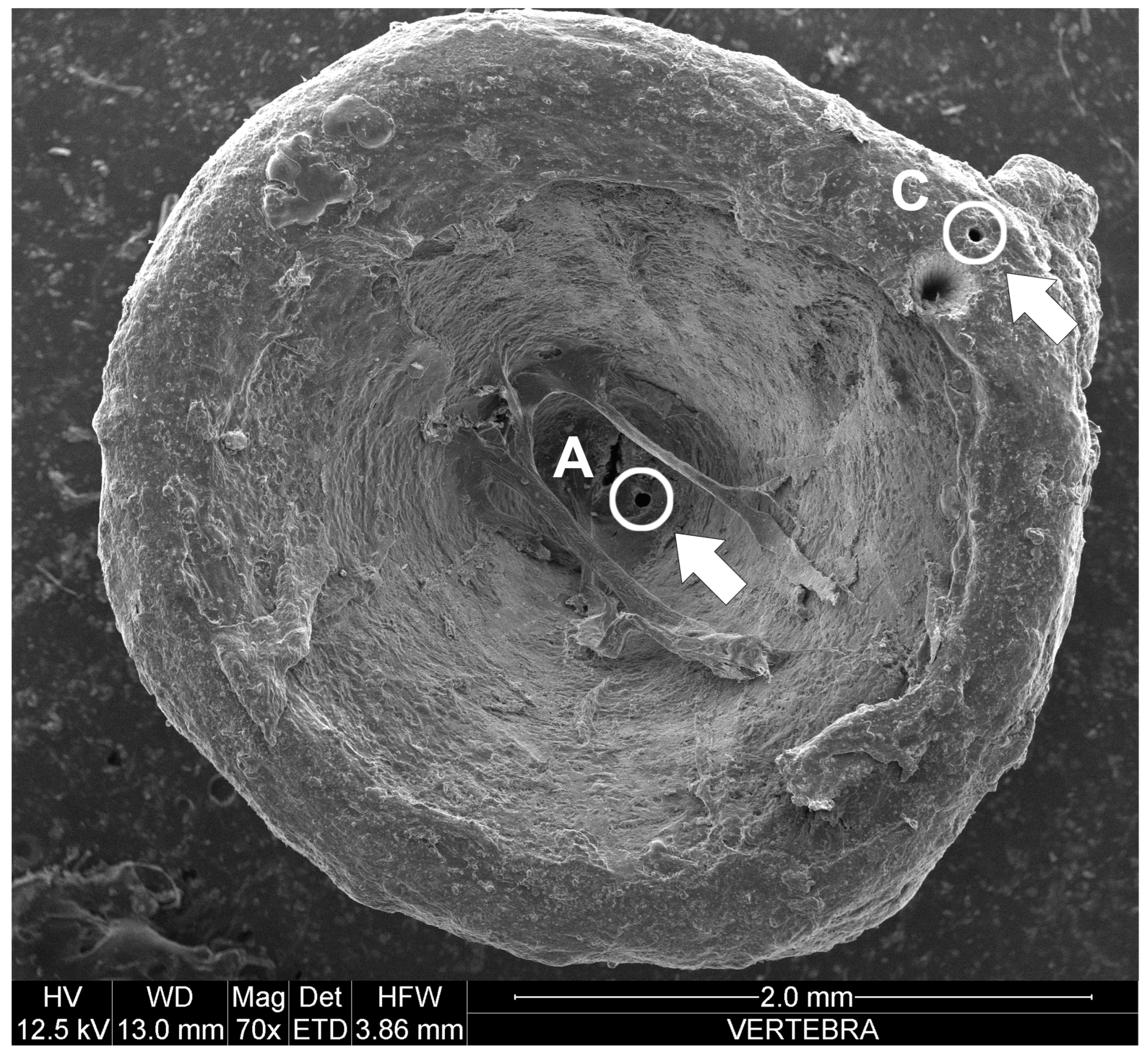 Biology 11 00663 g002 Biology 11 00663 g002