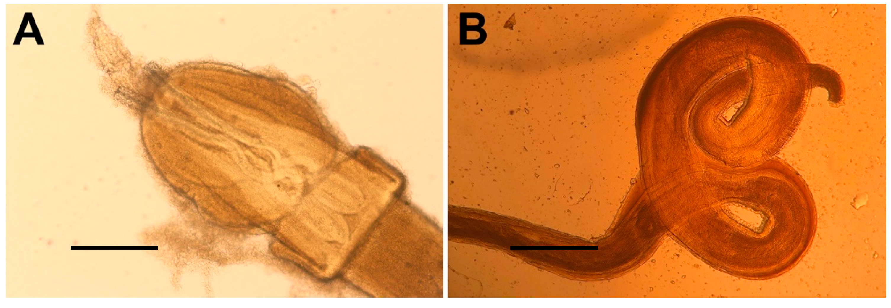 Biology 11 00663 g004 Biology 11 00663 g004