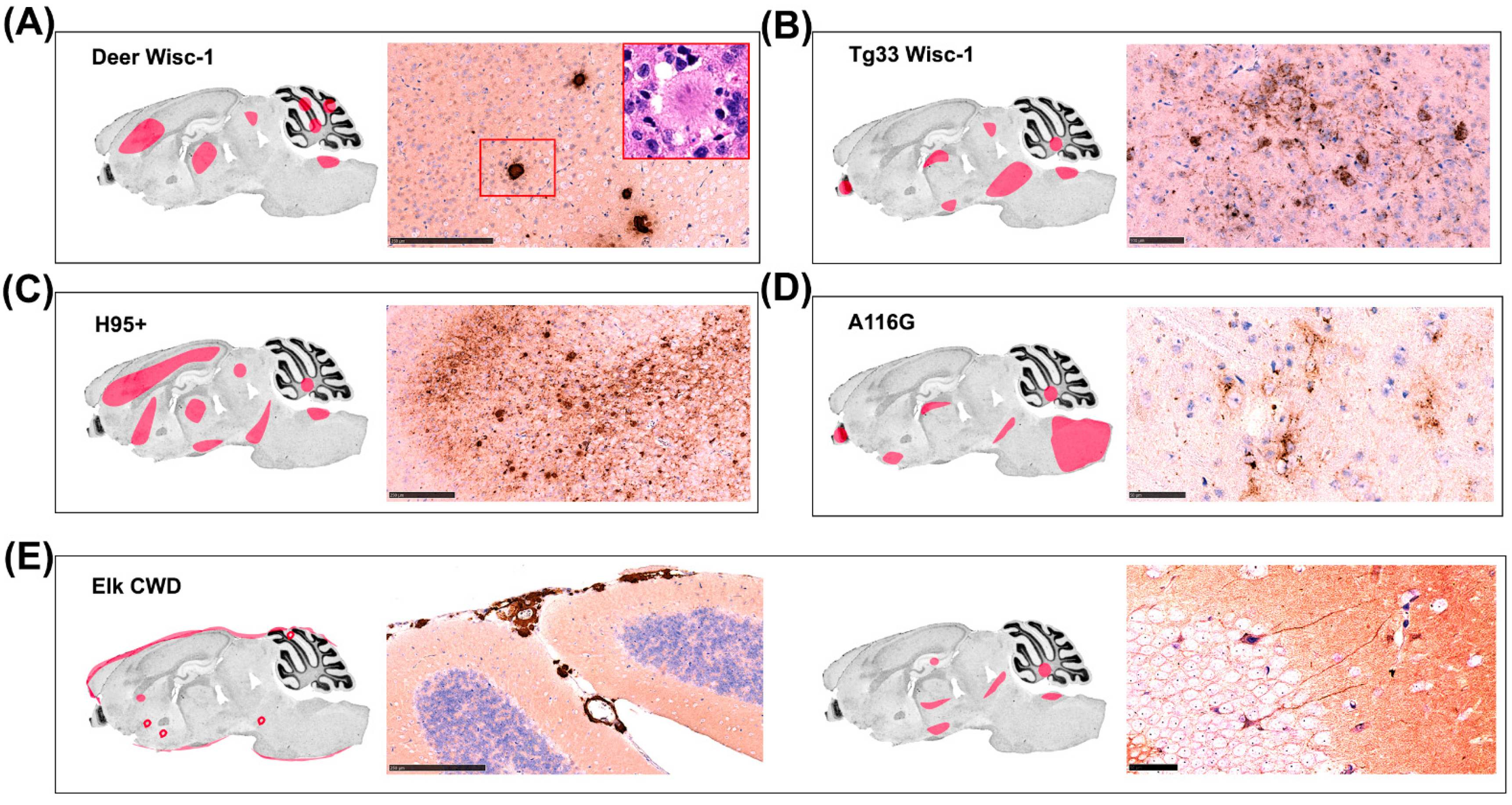 Biology 11 00667 g004 Biology 11 00667 g004