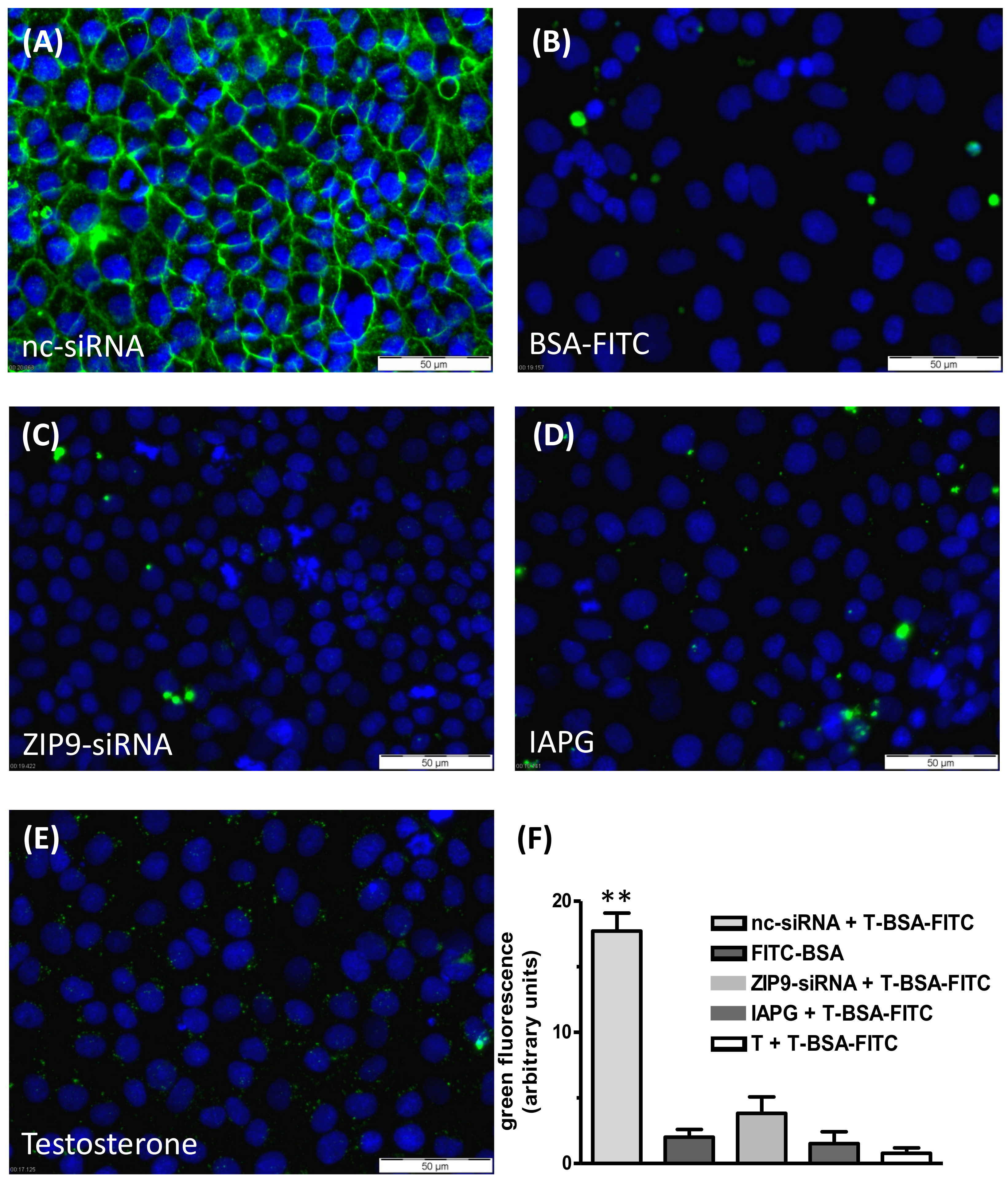 Biology 11 00668 g004