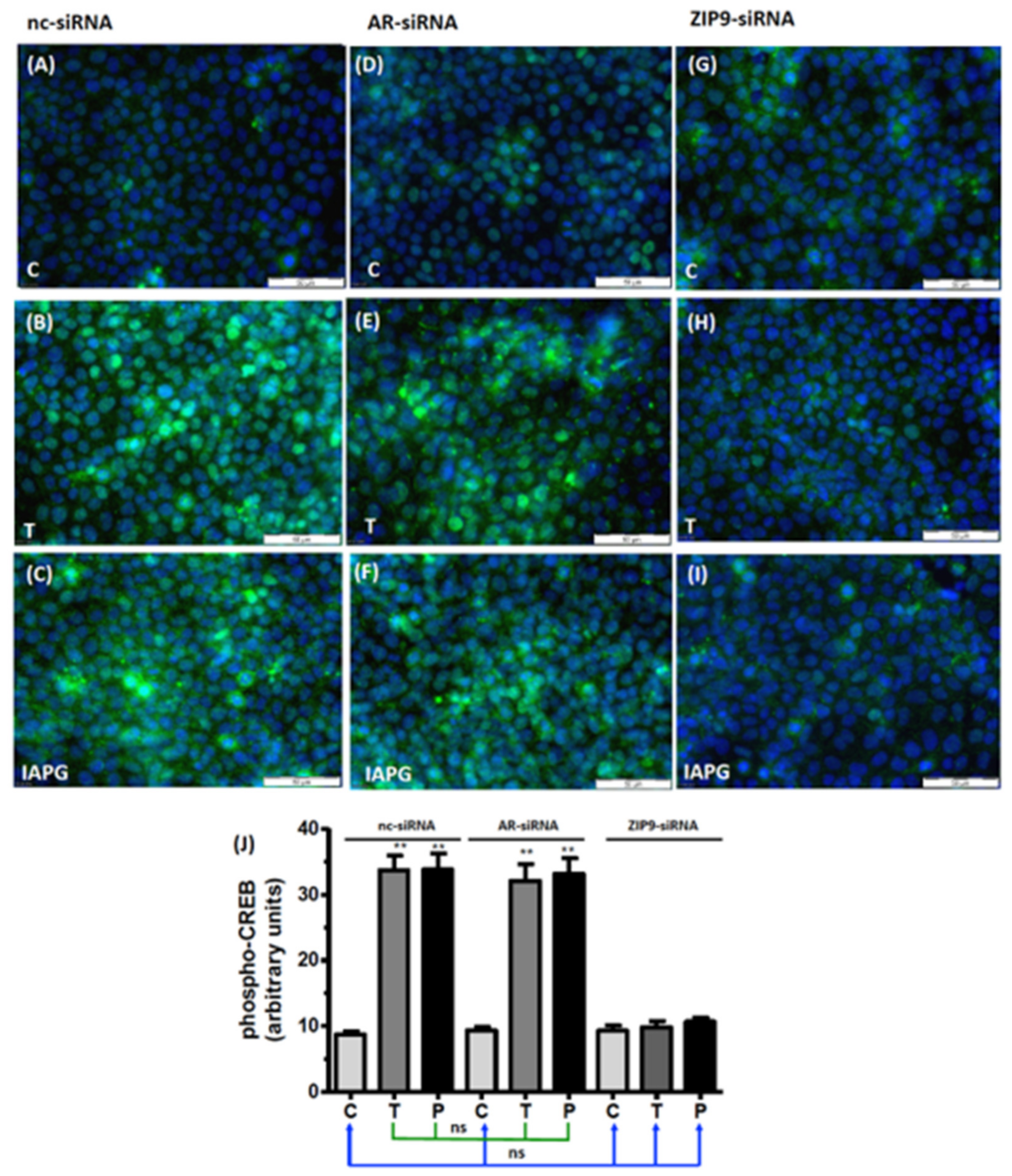 Biology 11 00668 g007
