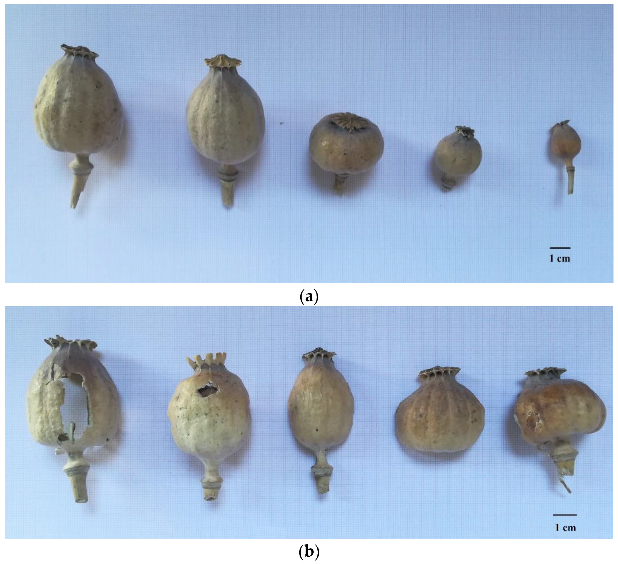 Biology 11 00672 g001 Biology 11 00672 g001