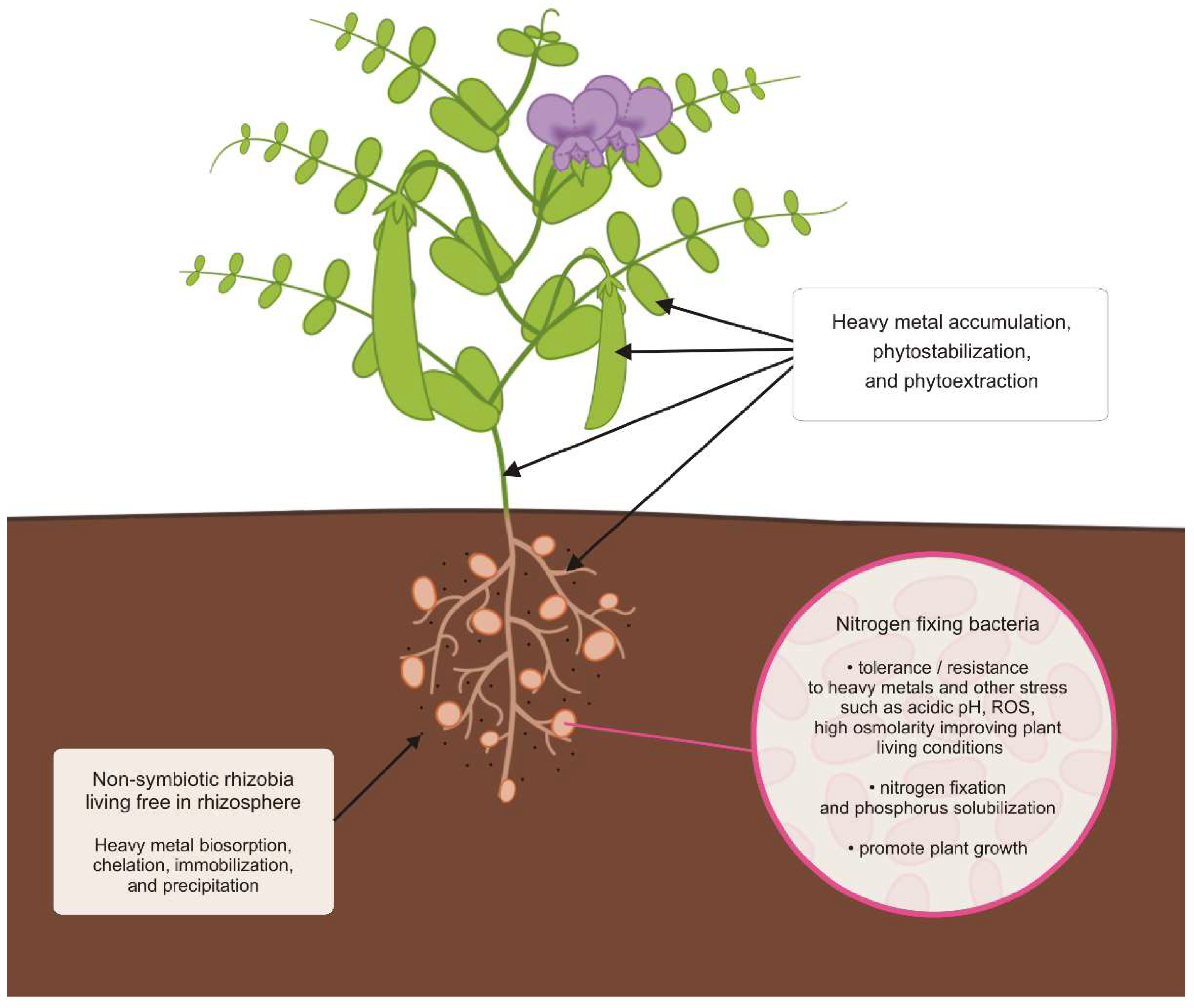 PDF) Heavy metal toxicity and possible Functional aspects of microbial  diversity in heavy metal contaminated sites: Microbial genomics in  sustainable agrosystems