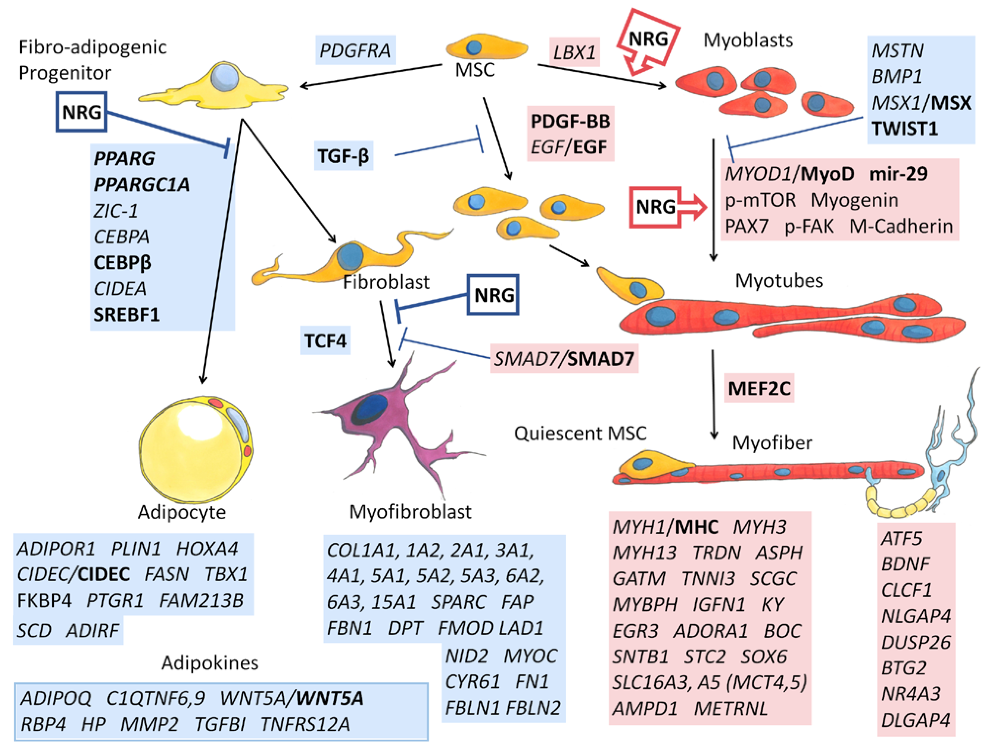 Biology 11 00682 g007 Biology 11 00682 g007