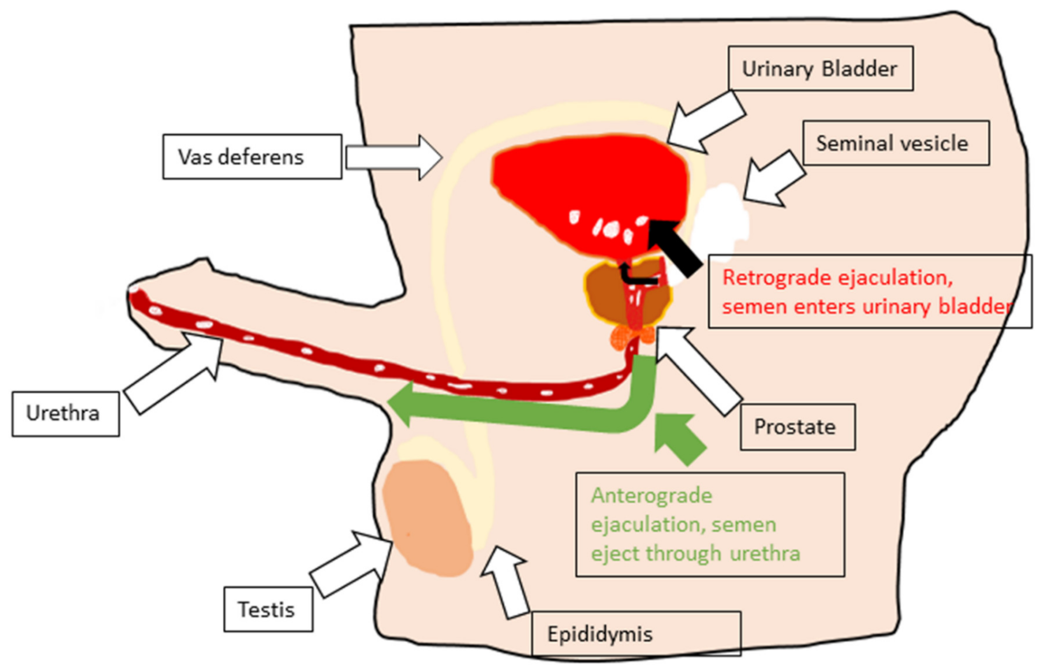Biology | Free Full-Text | Neurons for Ejaculation and Factors Affecting  Ejaculation