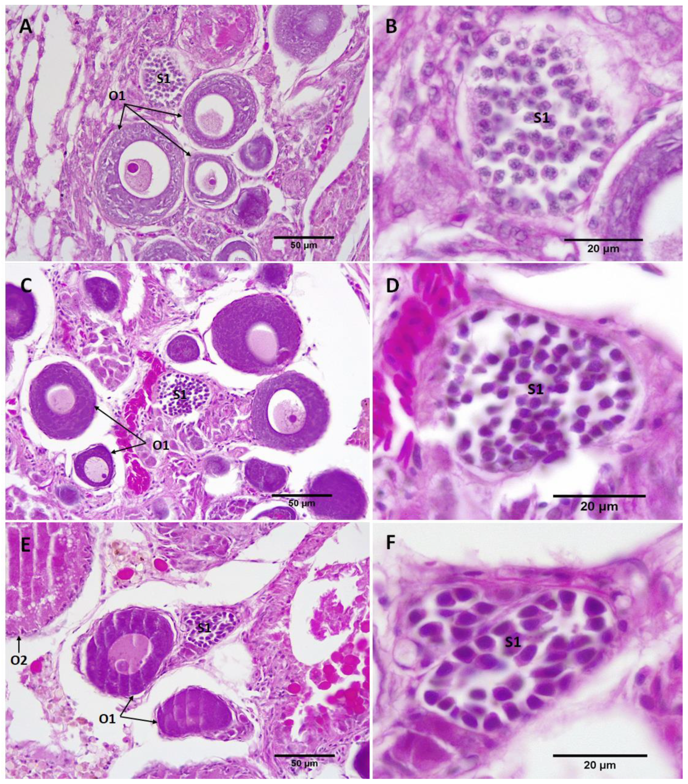 Biology 11 00694 g006 550