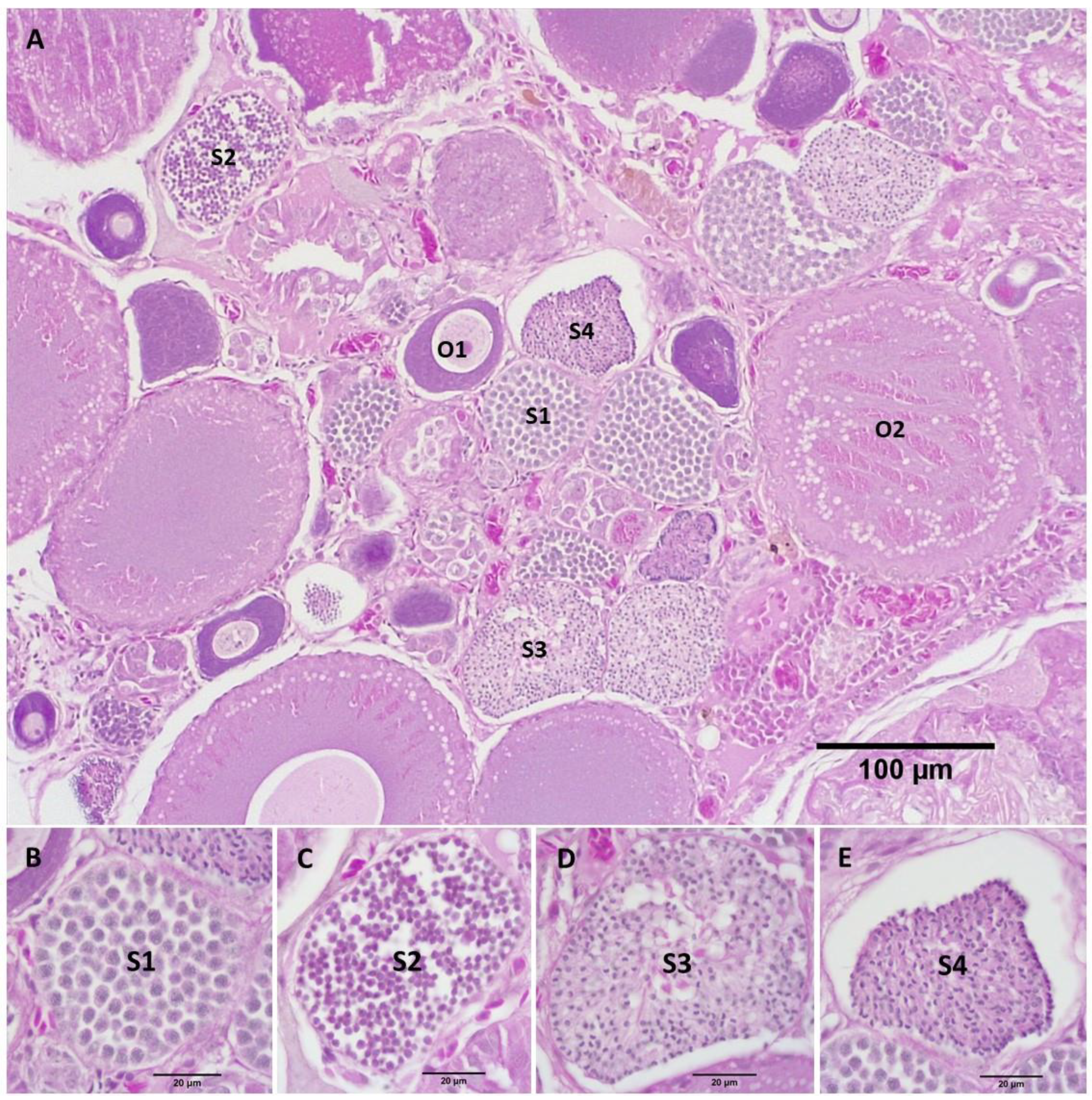 Biology 11 00694 g007 550