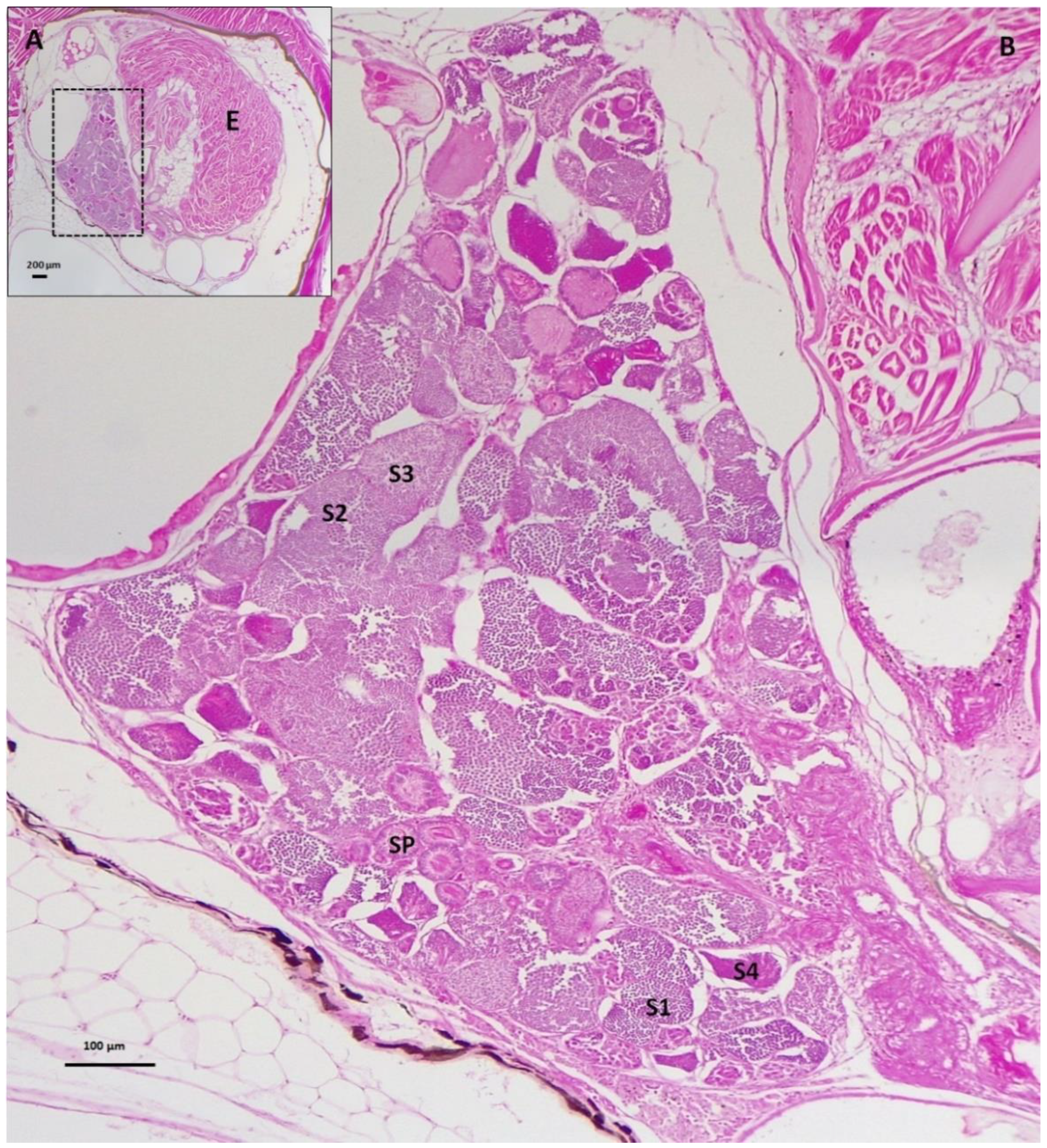 Biology 11 00694 g008 550