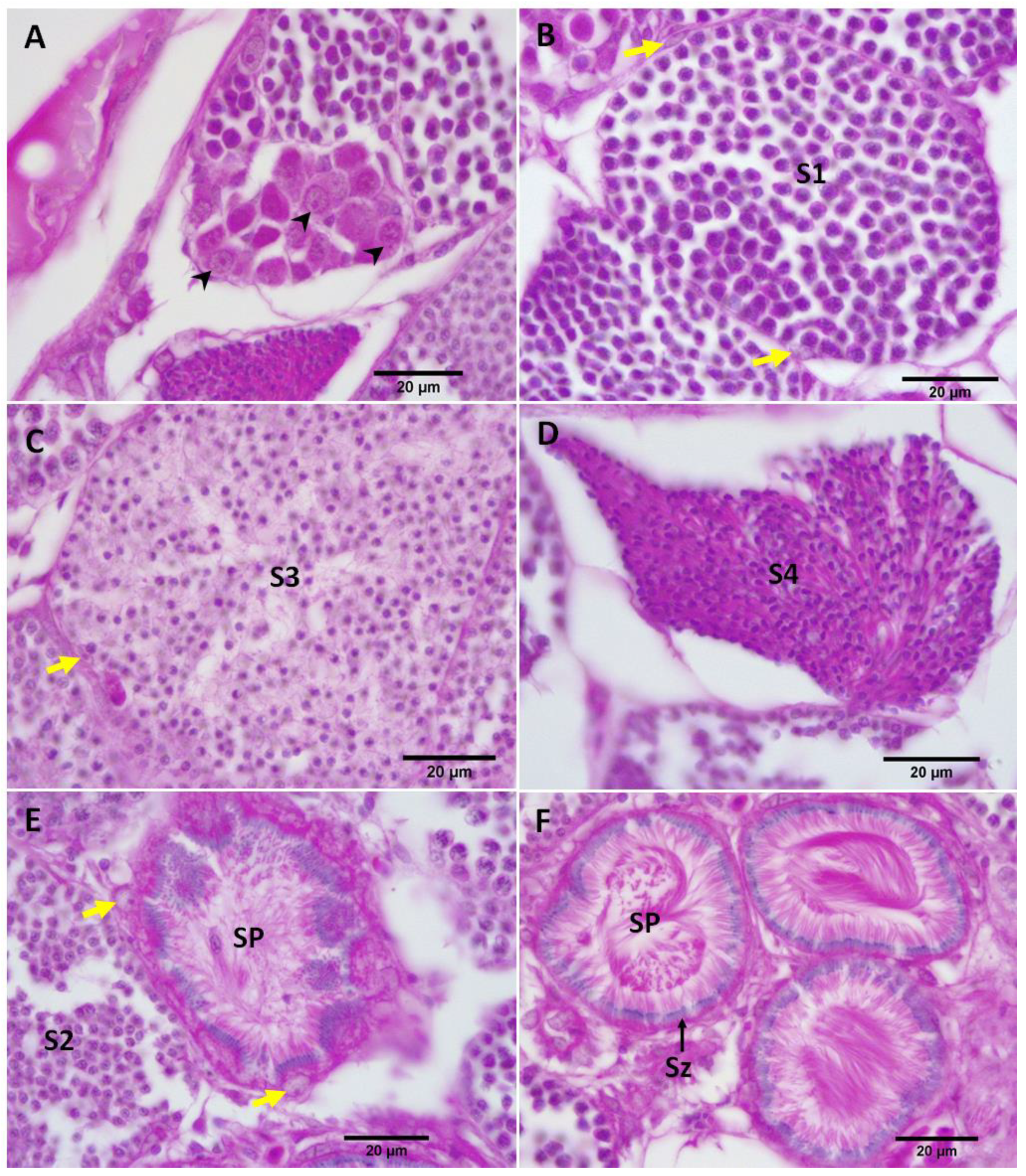 Biology 11 00694 g009 550