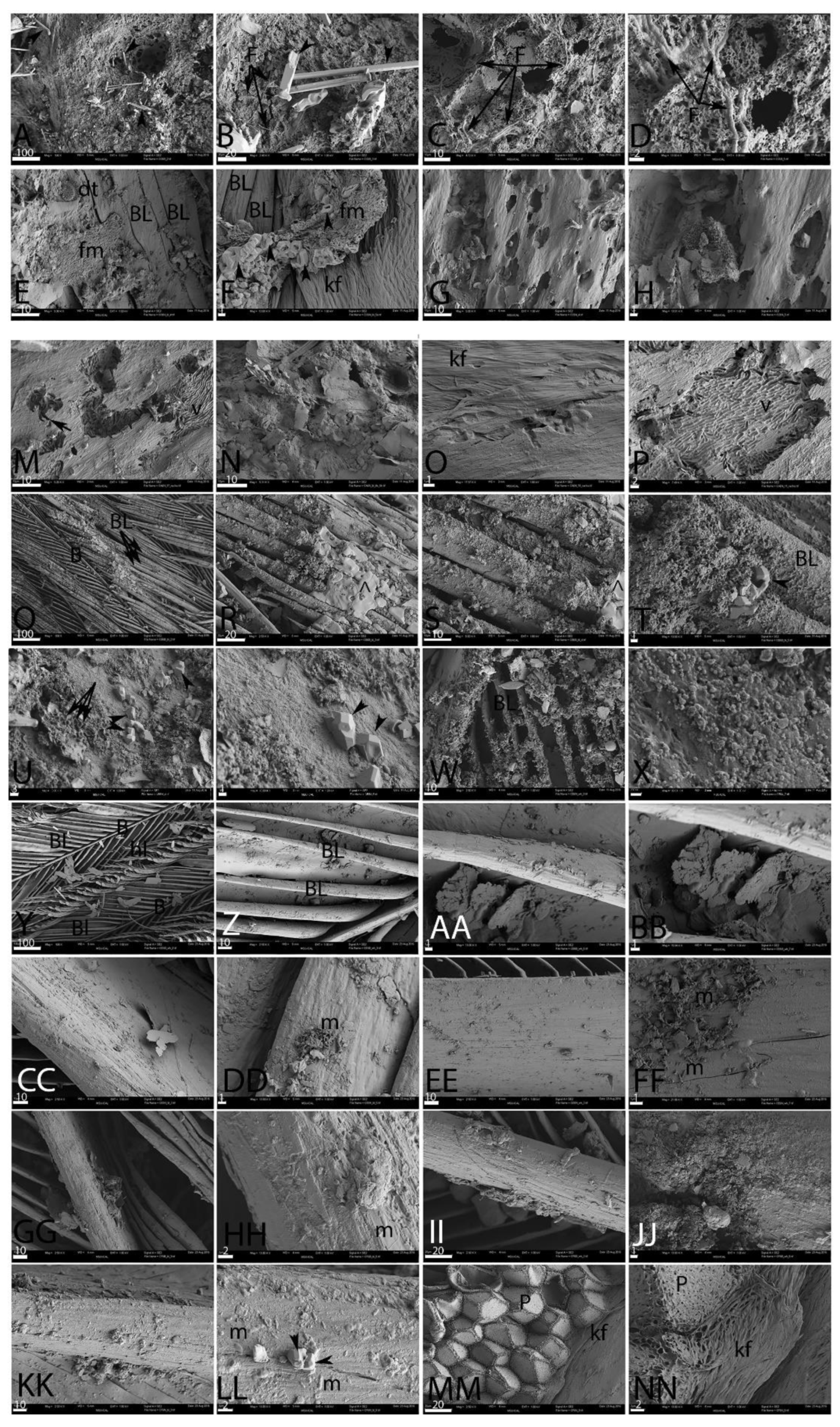 Biology 11 00703 g004