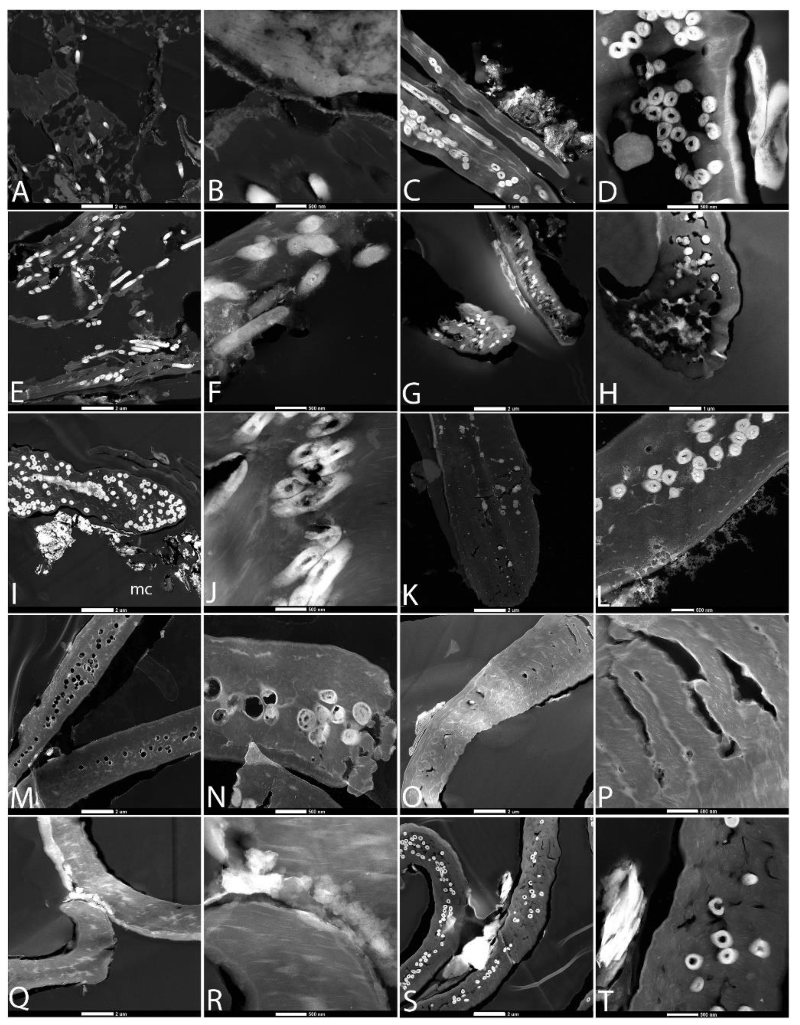 Biology 11 00703 g006