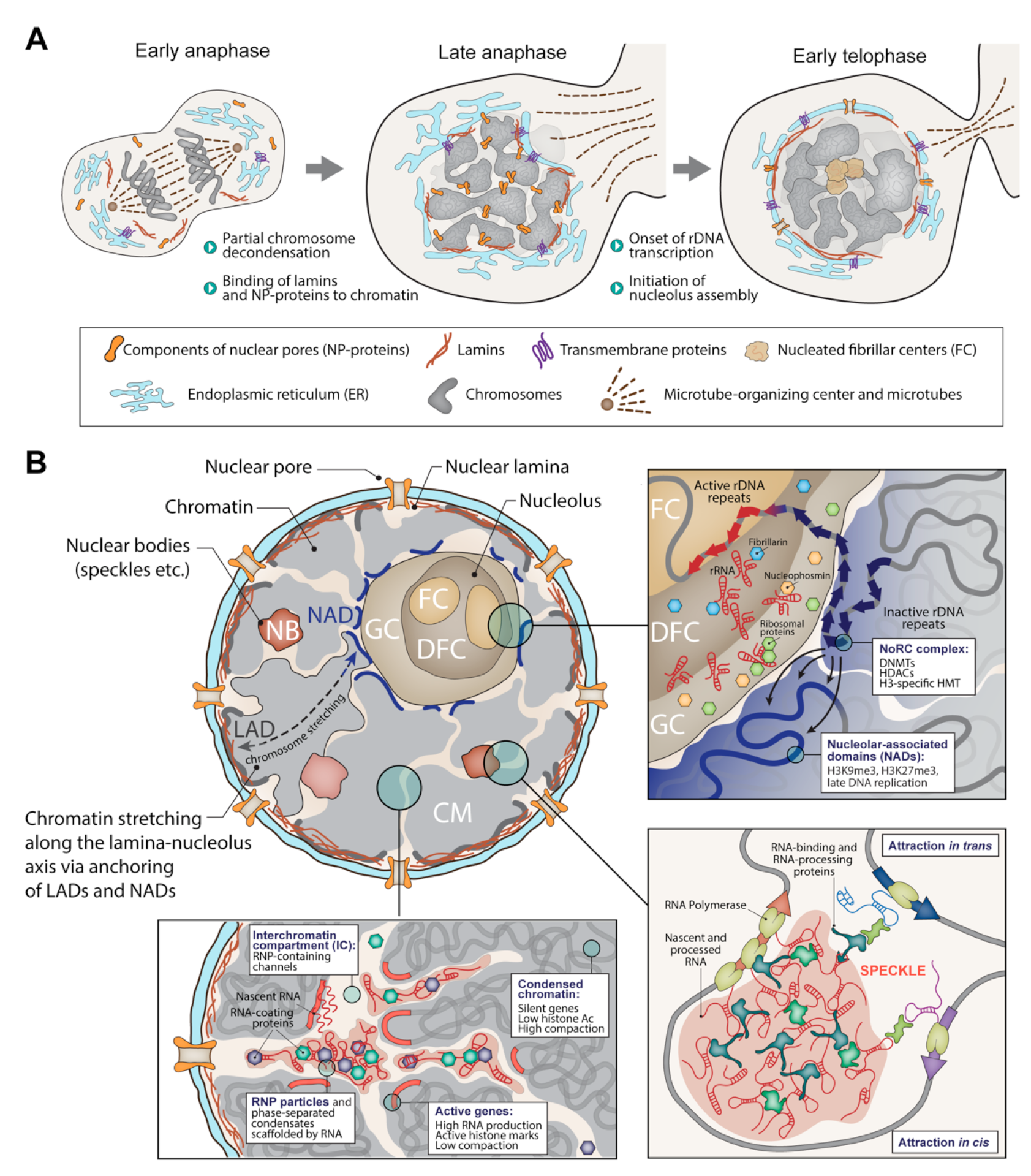 Biology 11 00708 g001