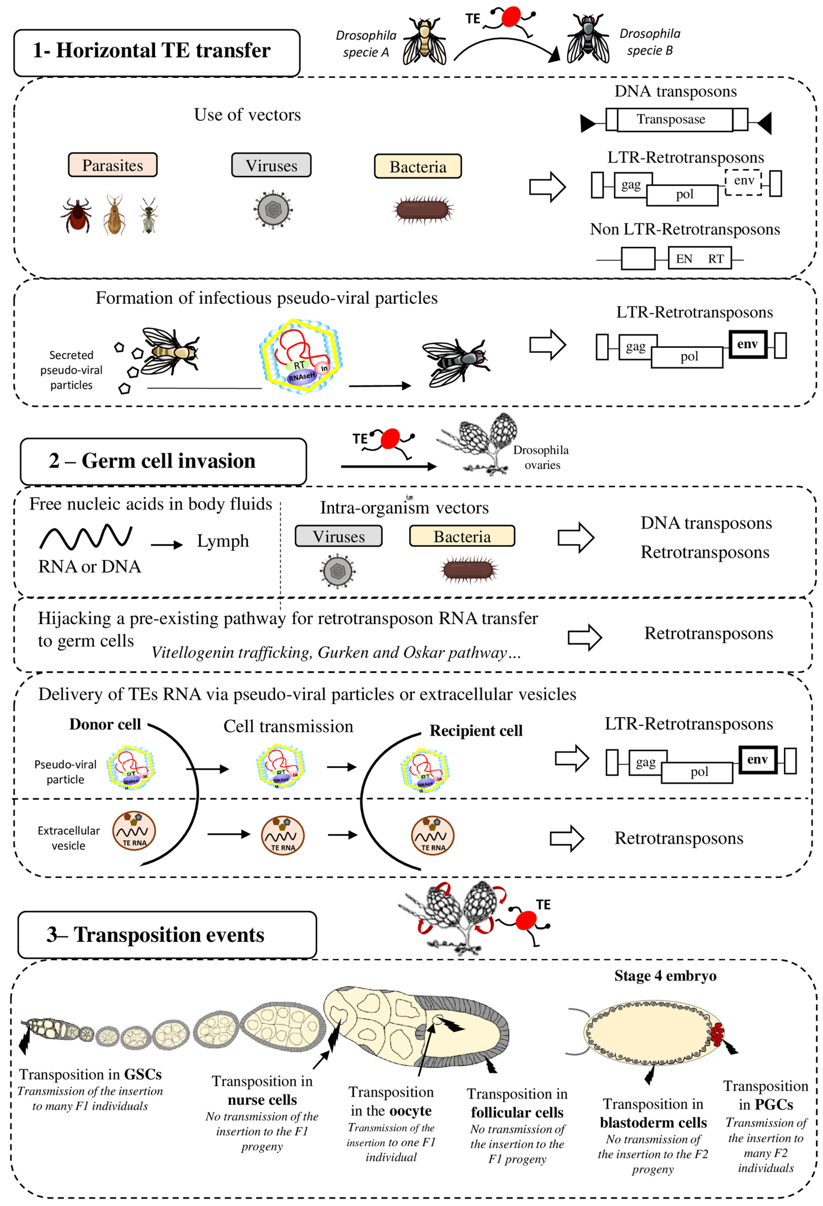 The Intricate Evolutionary Balance between Transposable Elements 