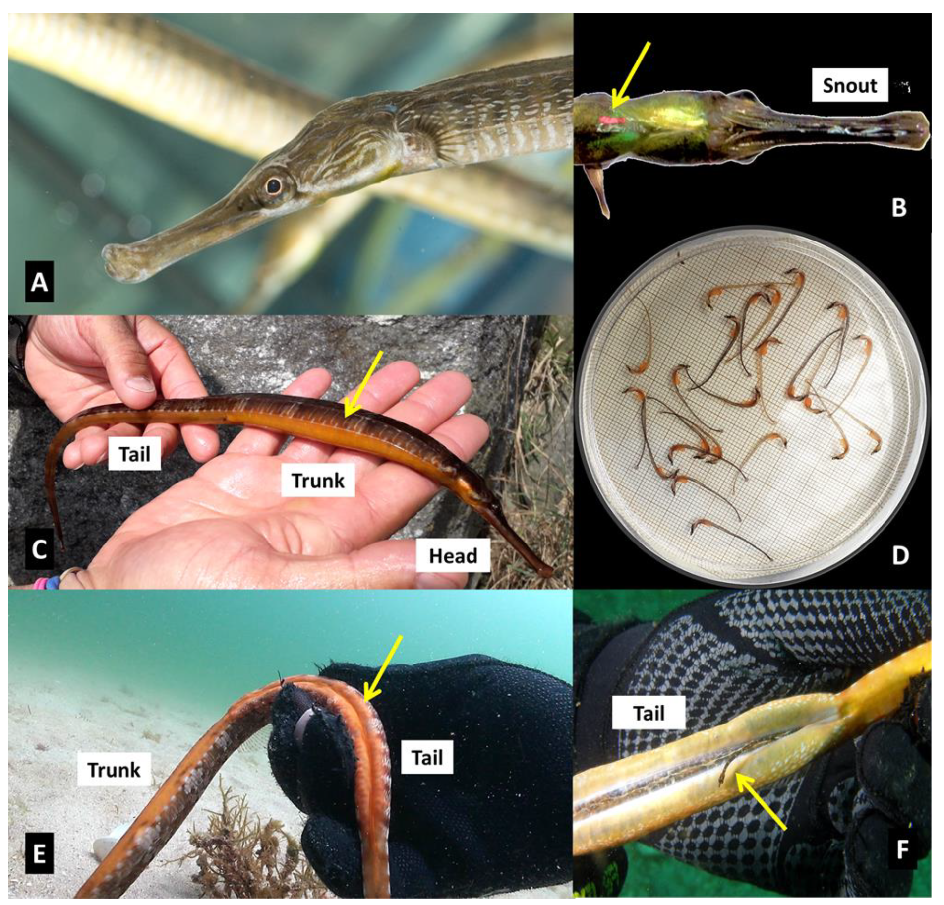 Figure 1 from Presence of the broad-nosed pipefish (Syngnathus