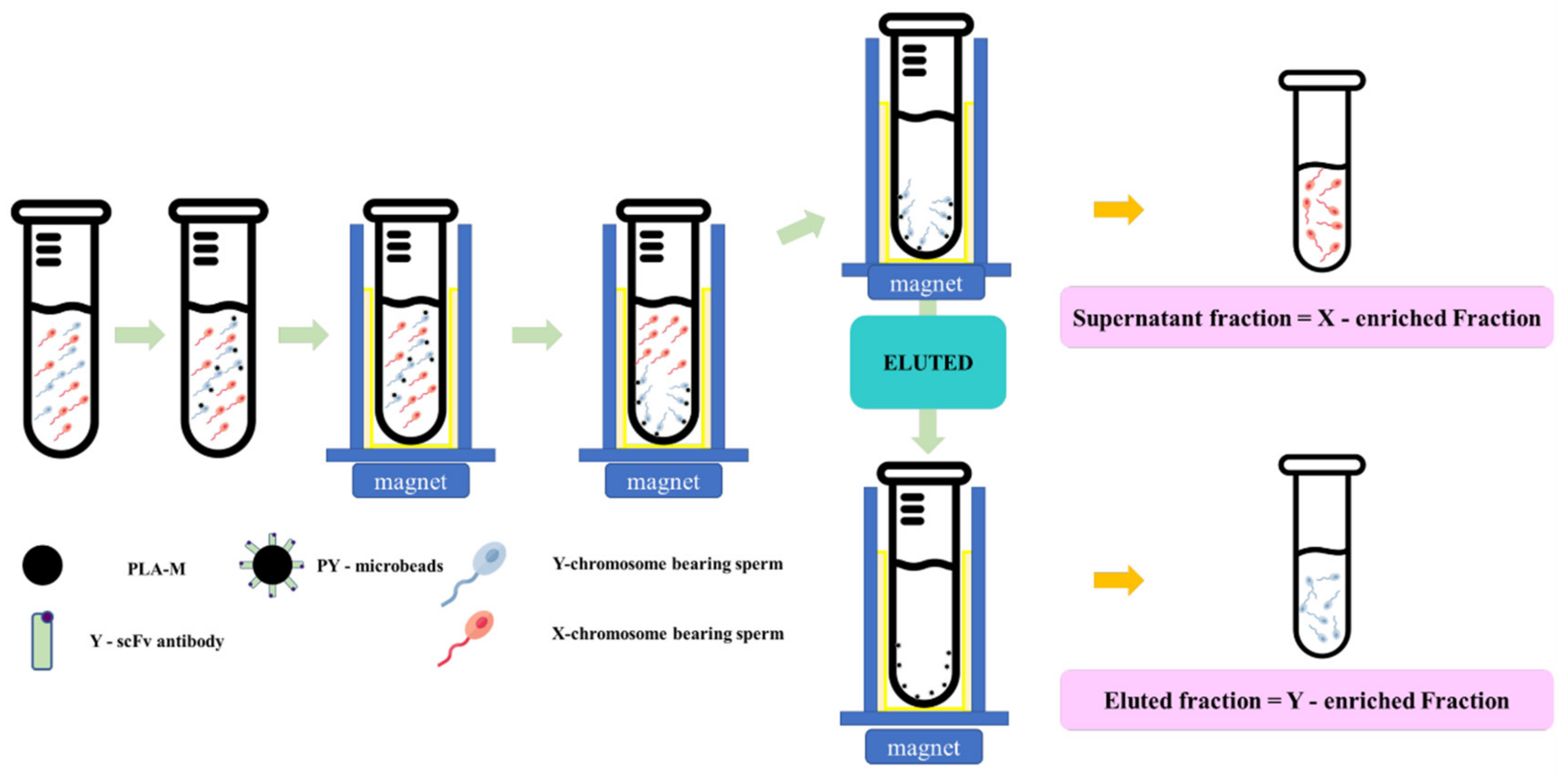 Biology Free FullText HighEfficiency Bovine Sperm Sexing Used